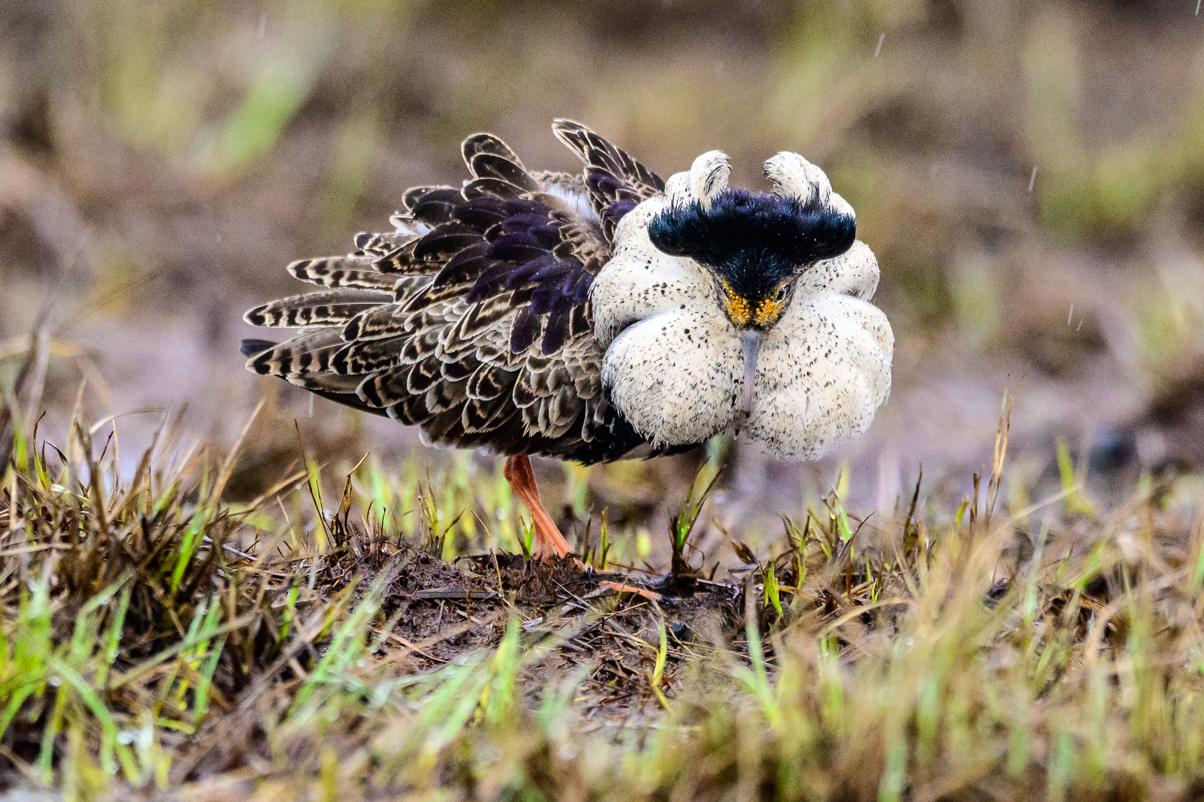 Kampfläufer