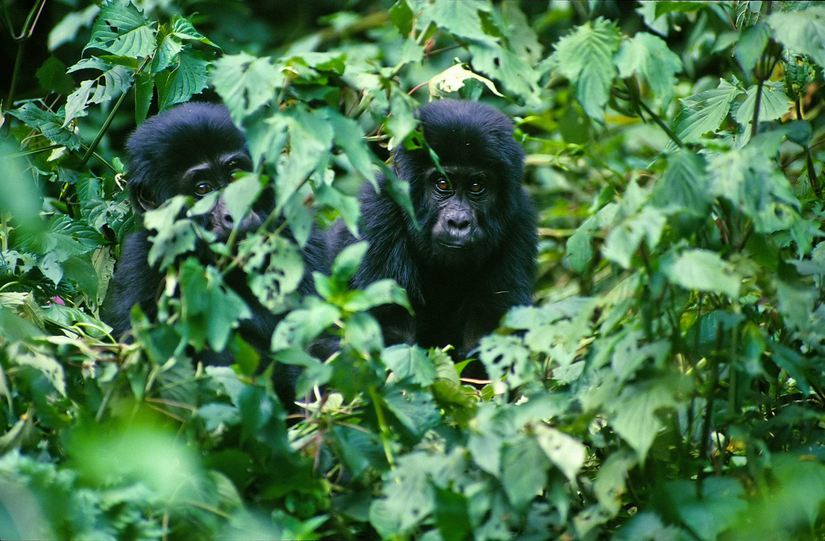 Mountain Gorilla