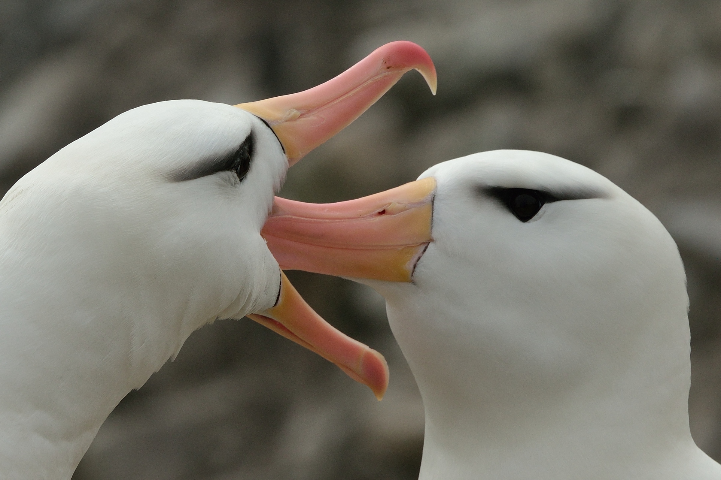 Schwarzbrauenalbatros