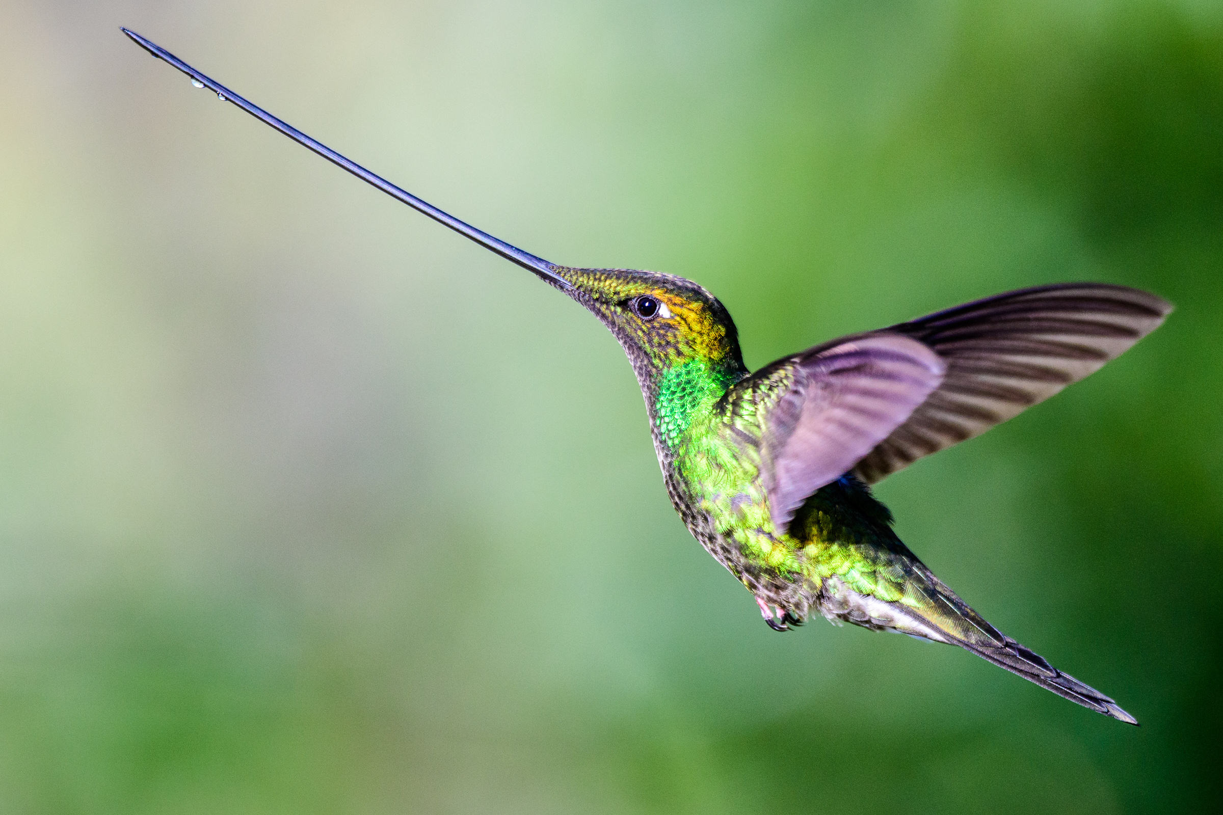 Schwertschnabelkolibri