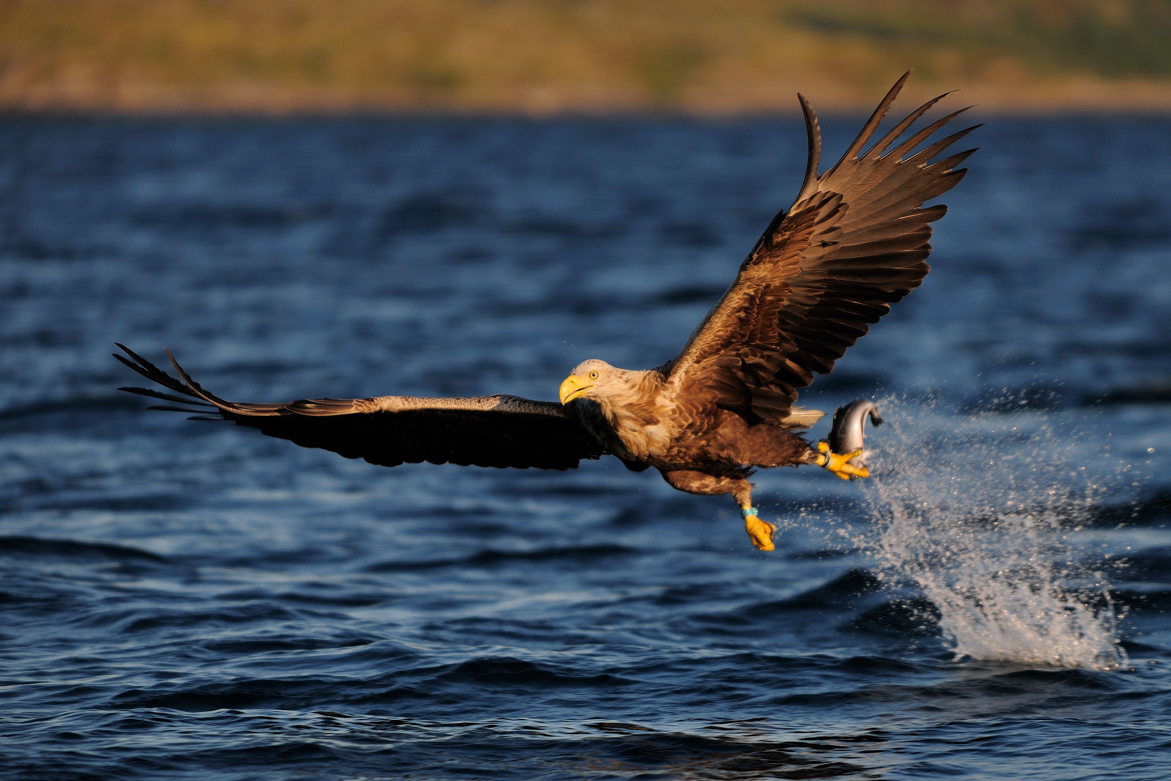 Seeadler