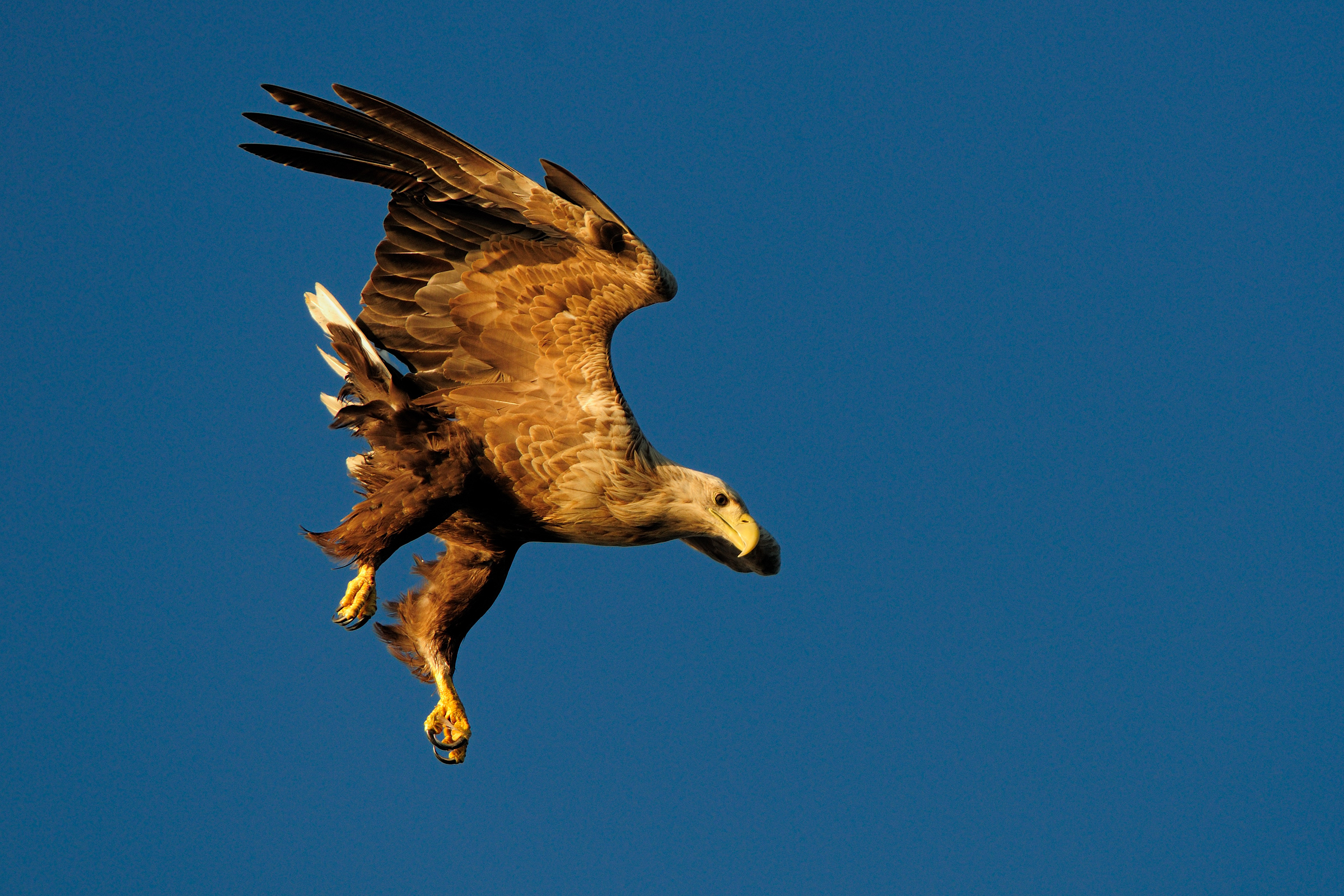 Seeadler