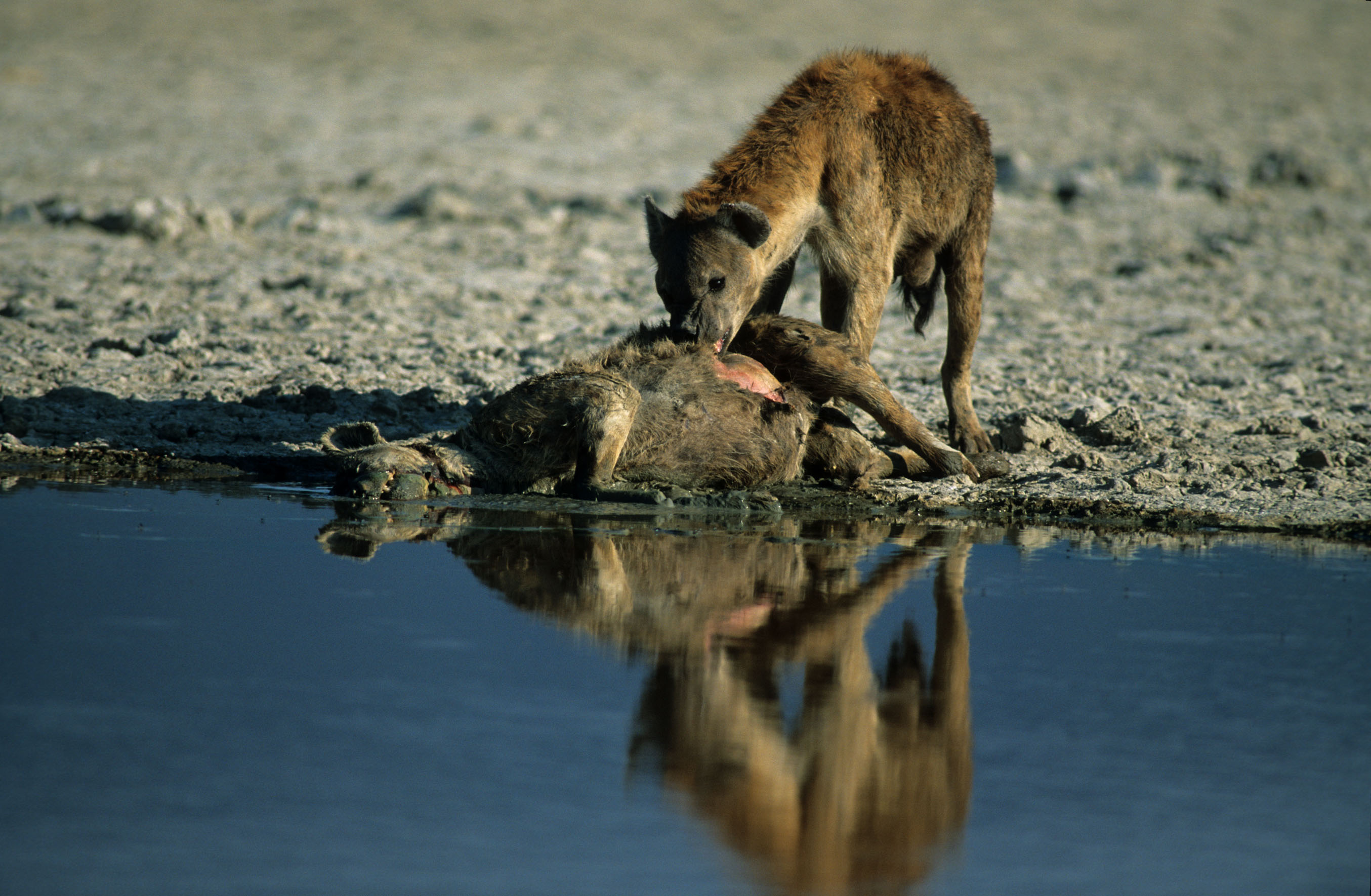 Spotted Hyena 