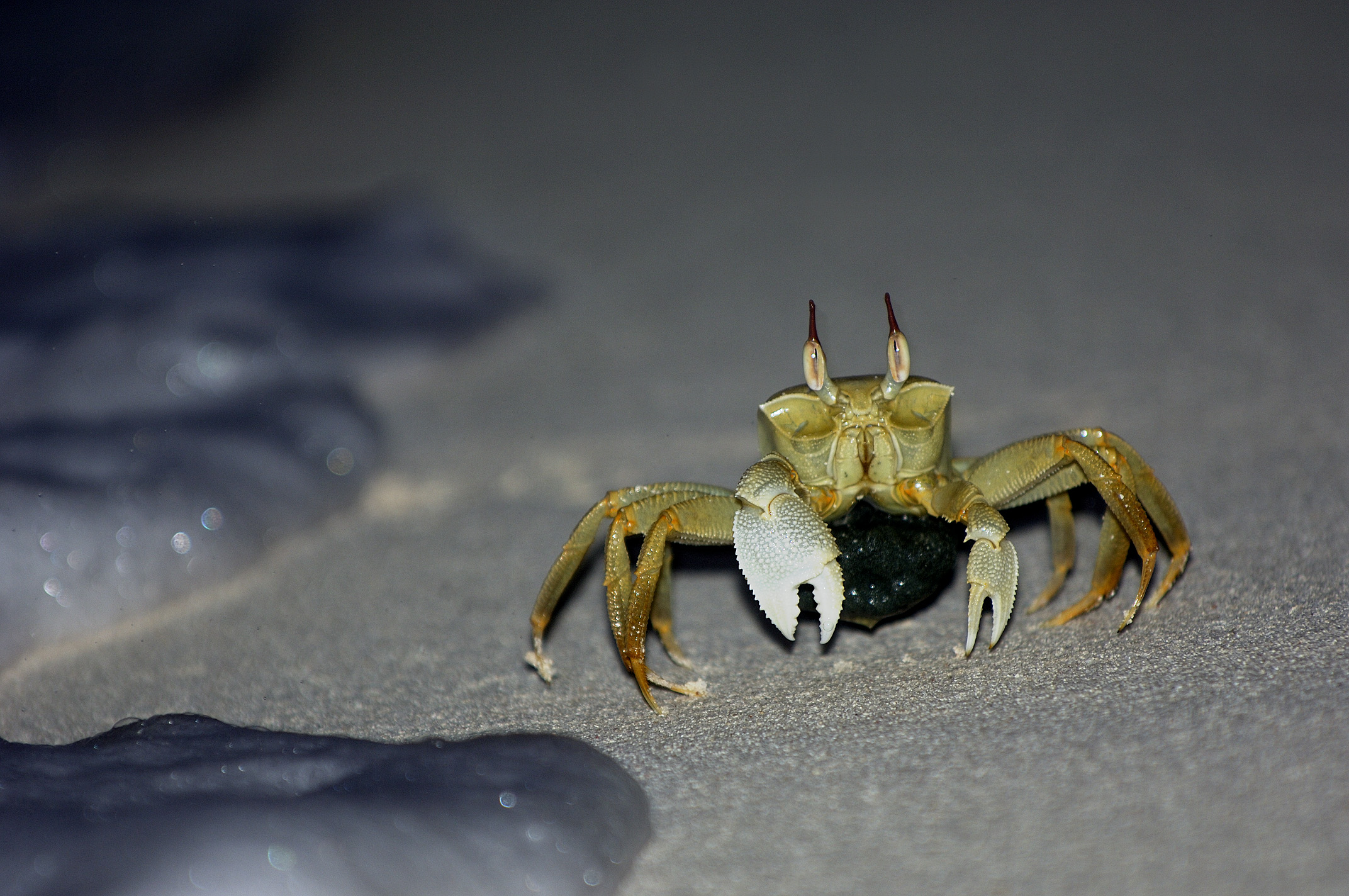 Strandkrabbe