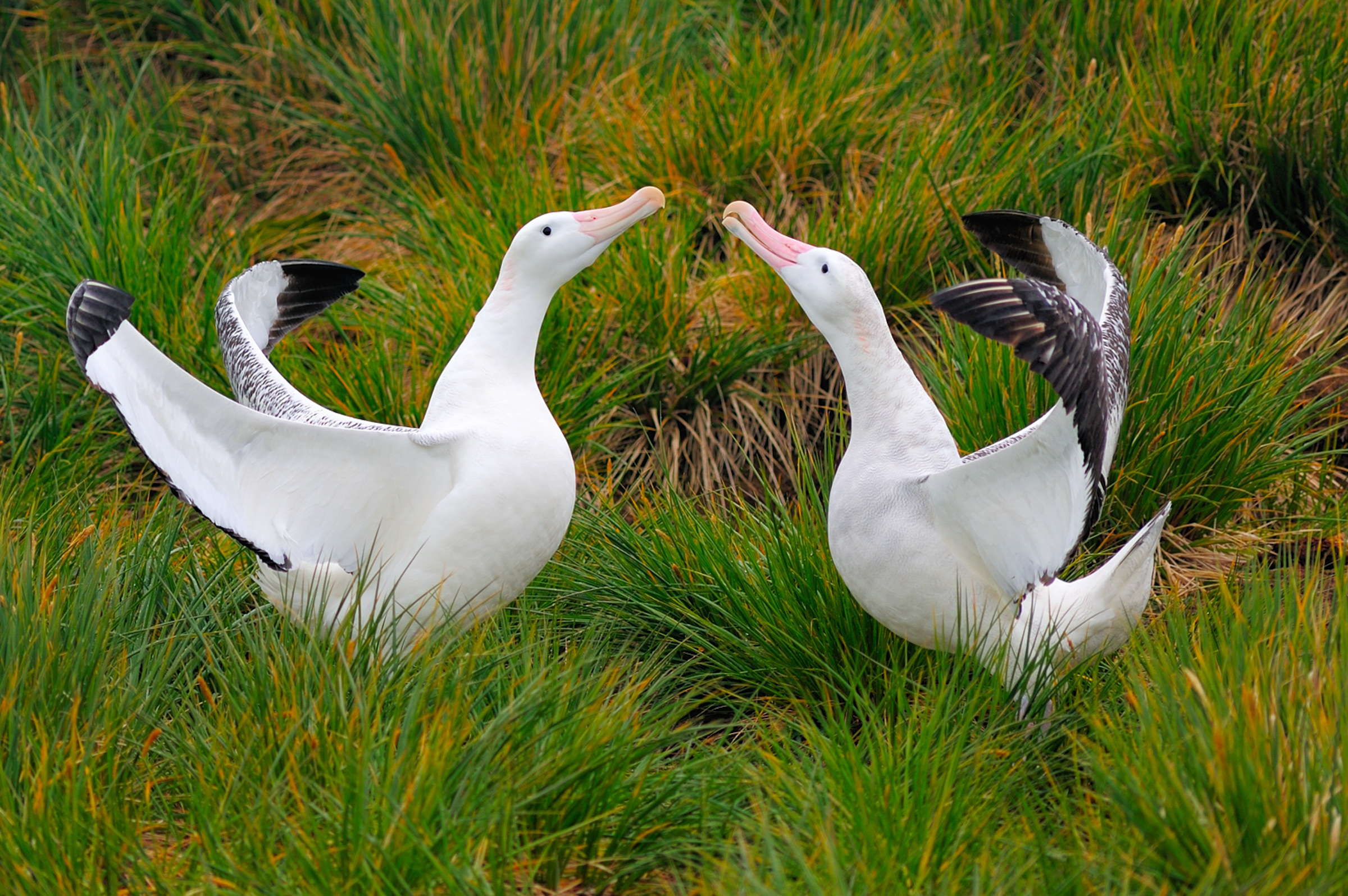 Wanderalbatros