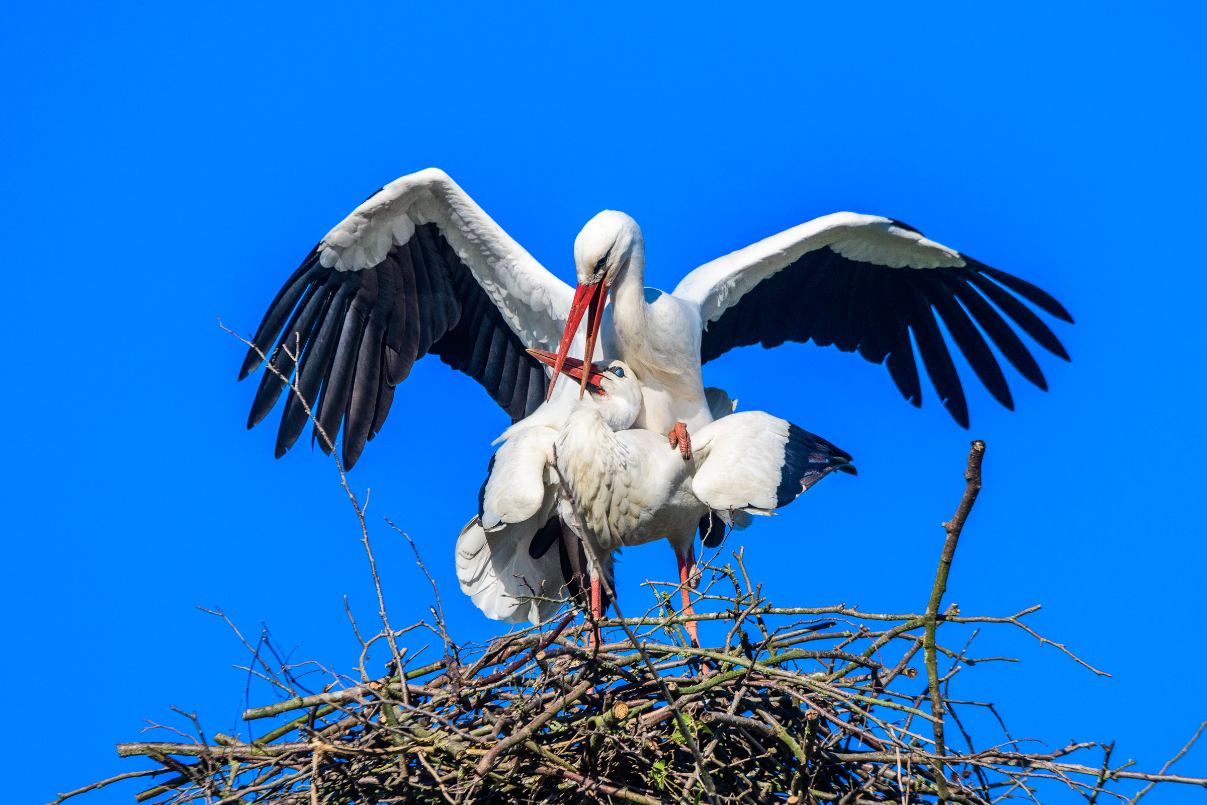 Weissstorch