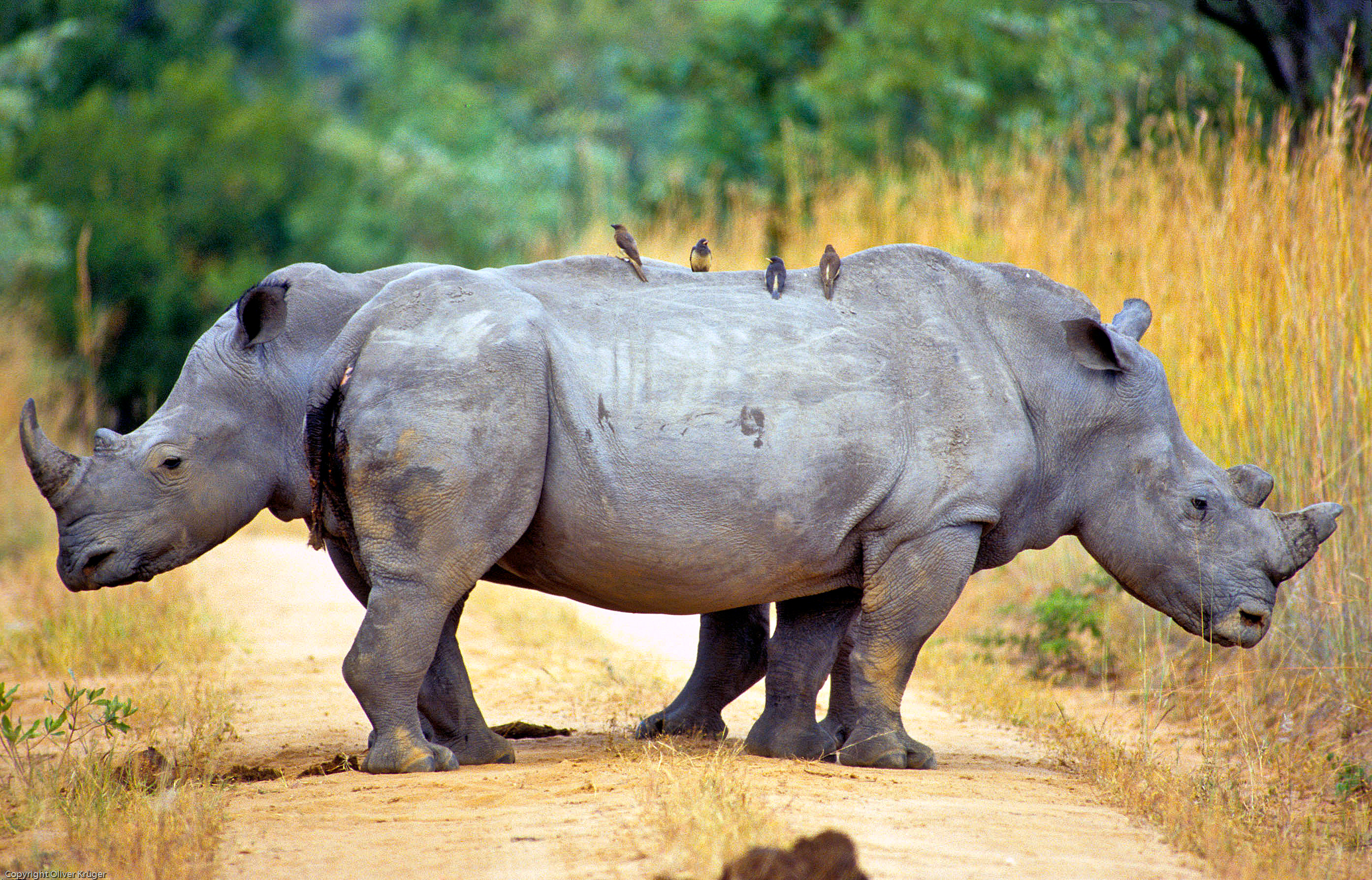 White Rhino