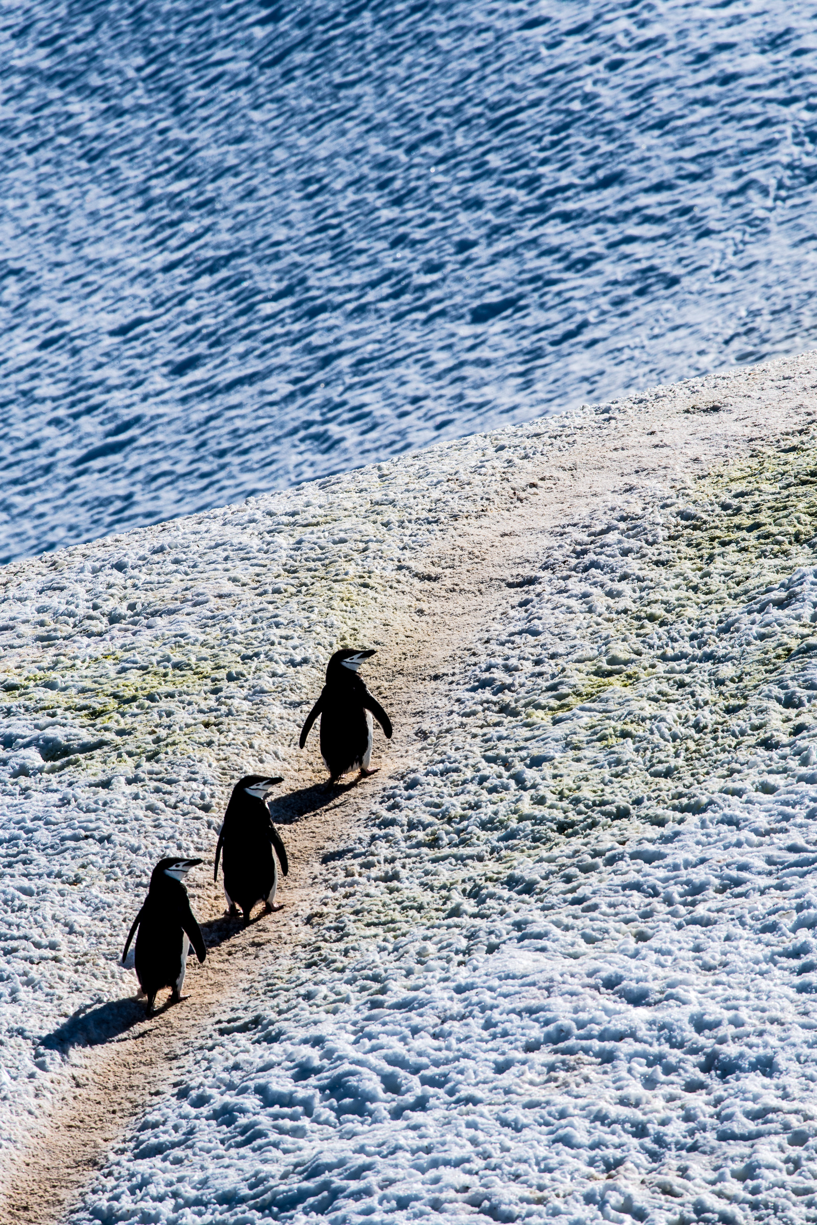 Zügelpinguin