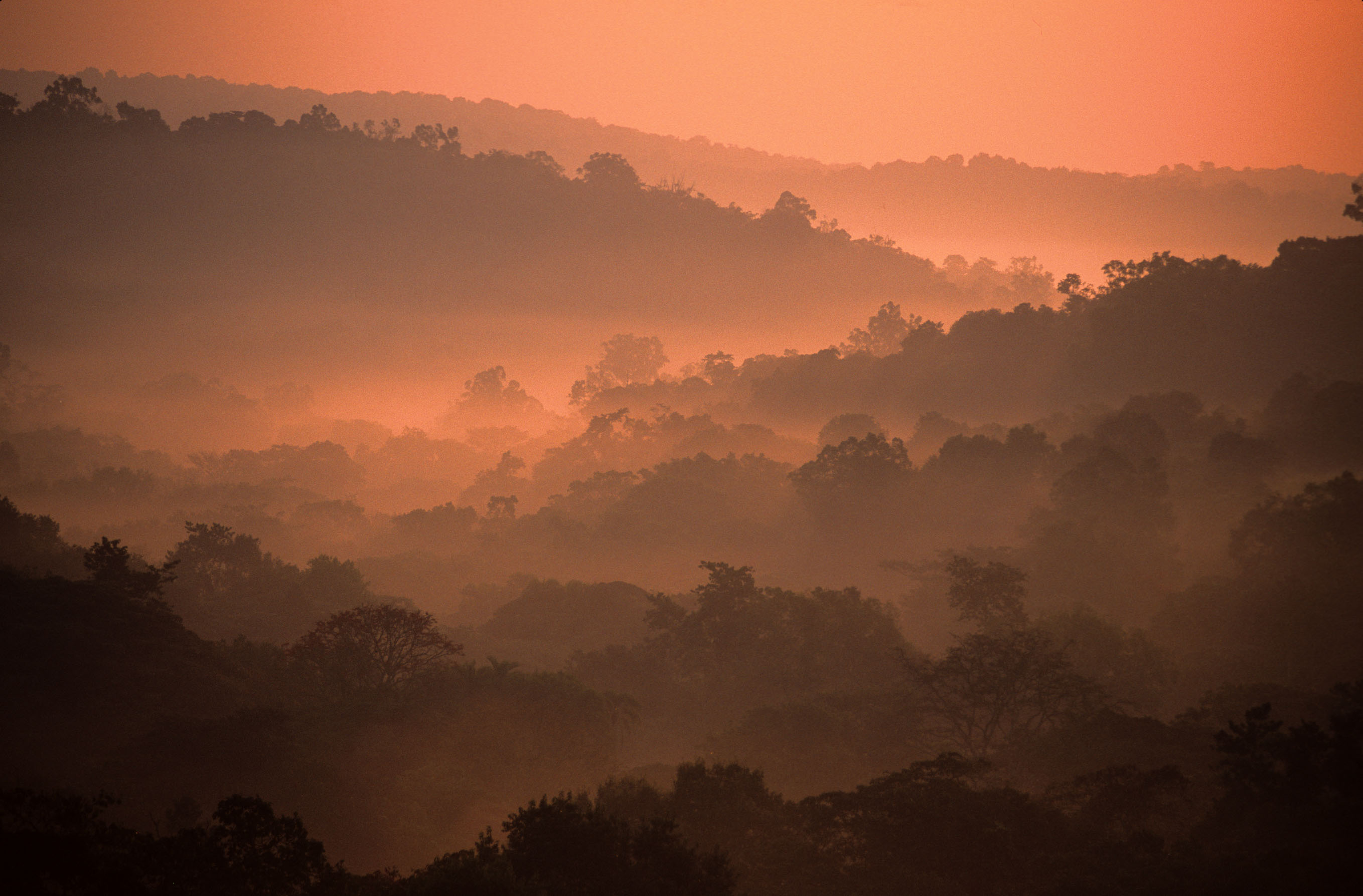 Kibale Forest