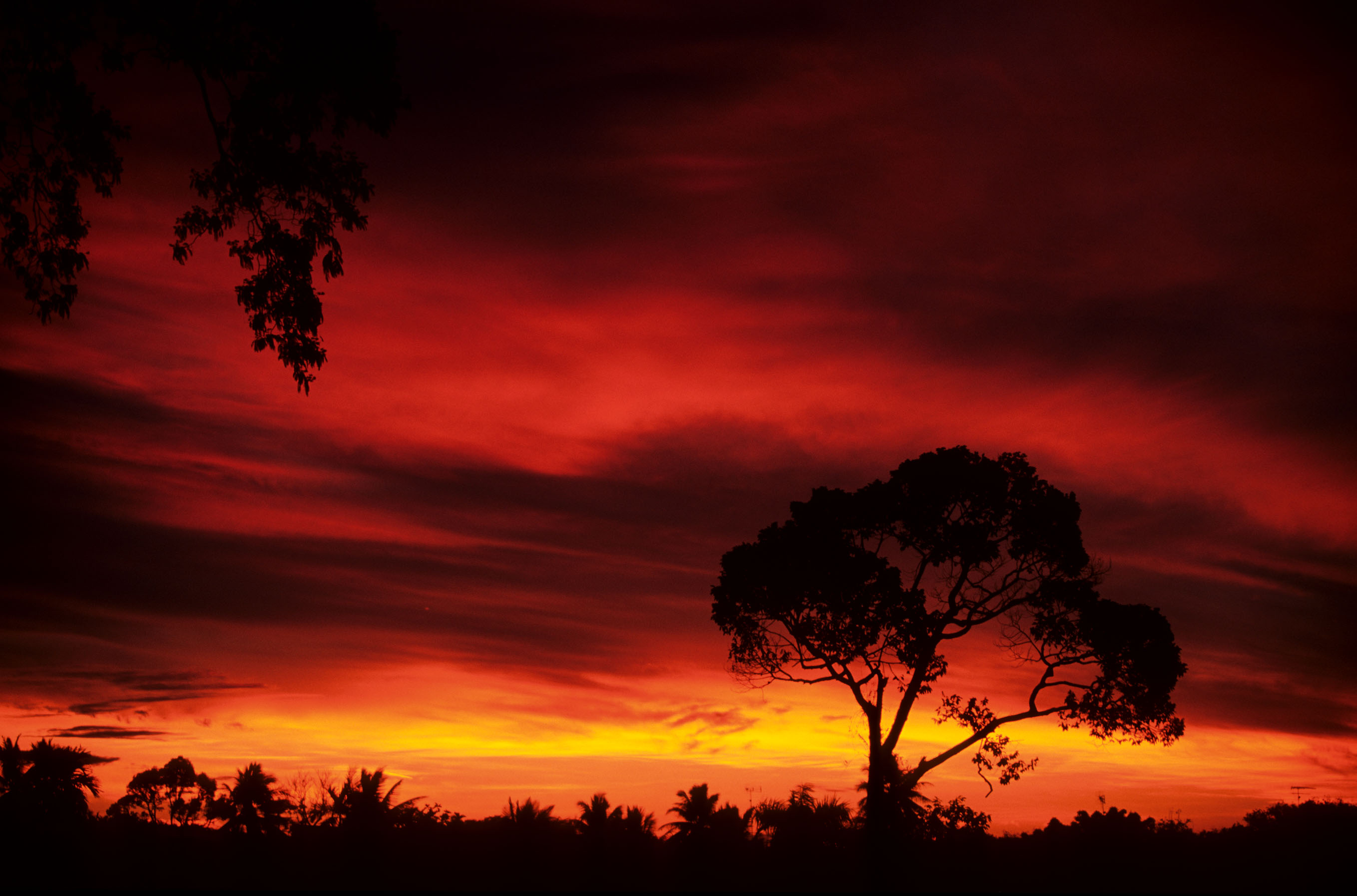 Leuser NP