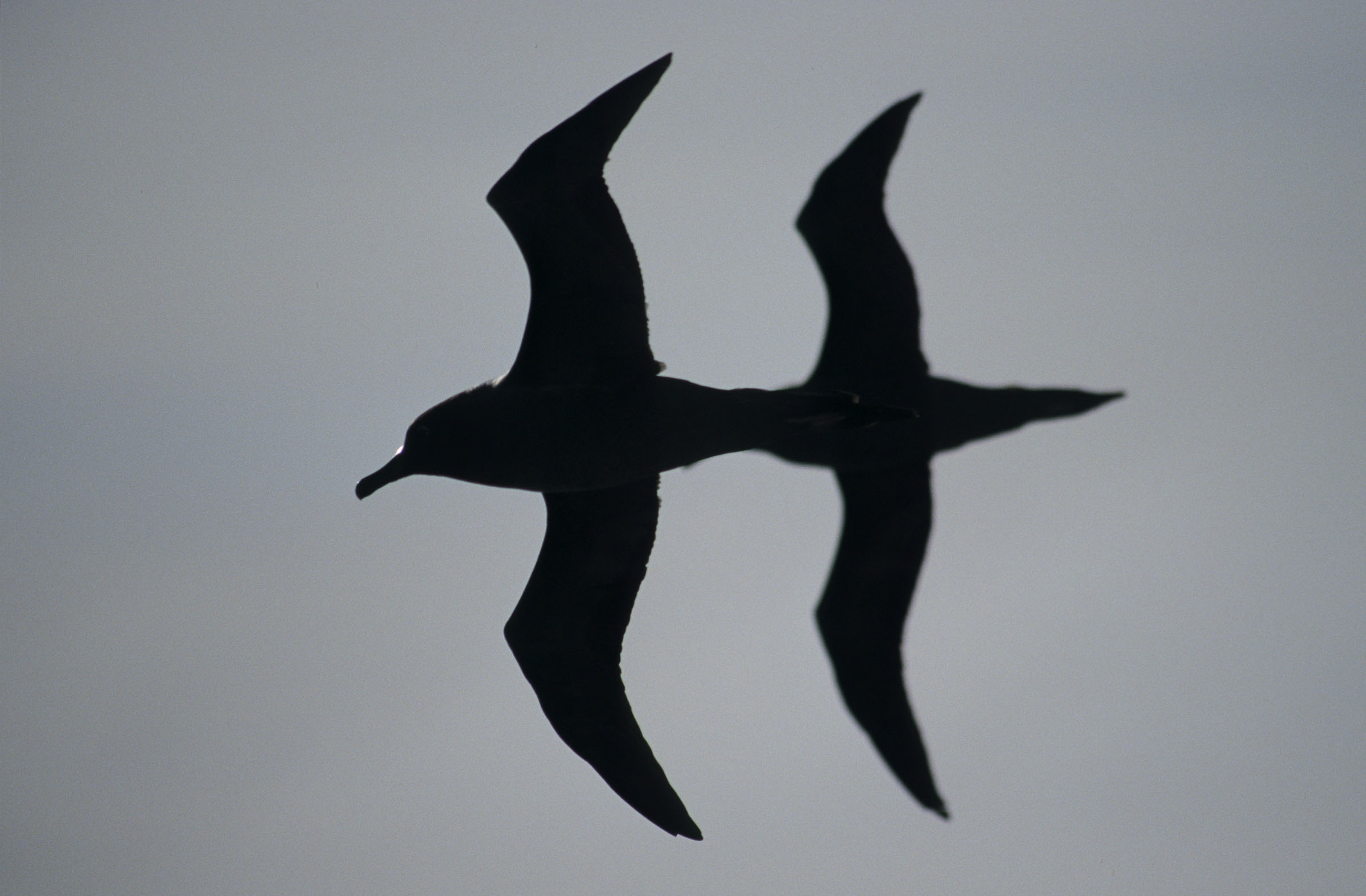 Light-mantled Sooty Albatross 