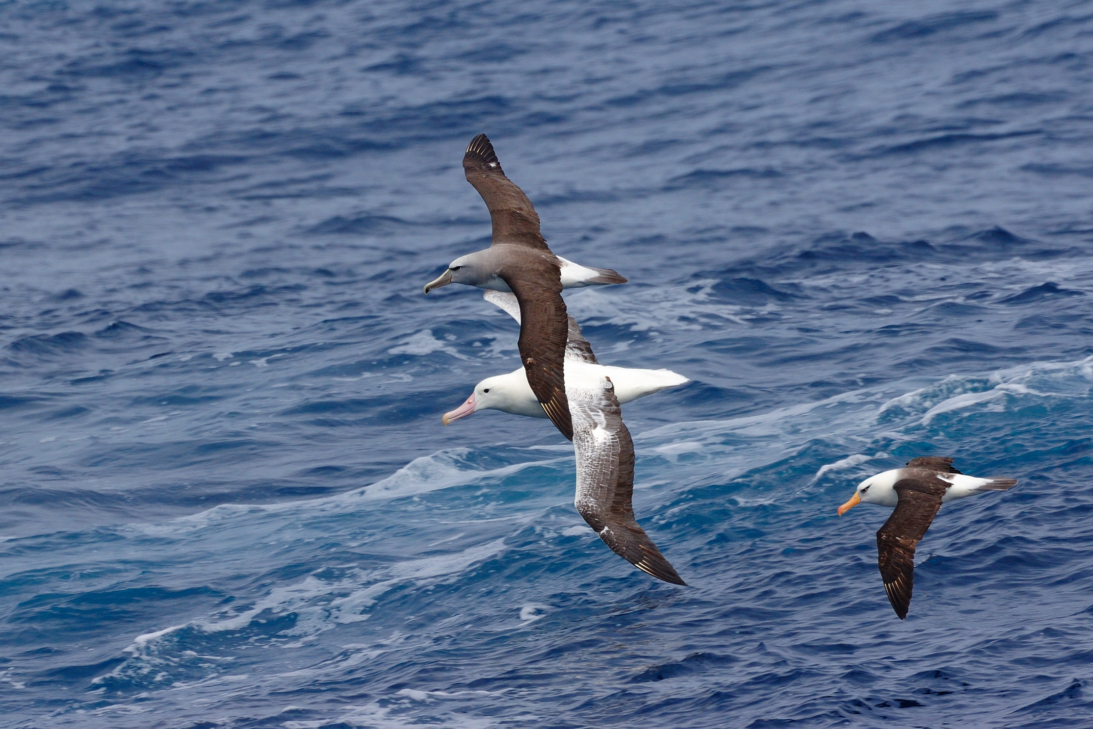 Salvin Albatros 