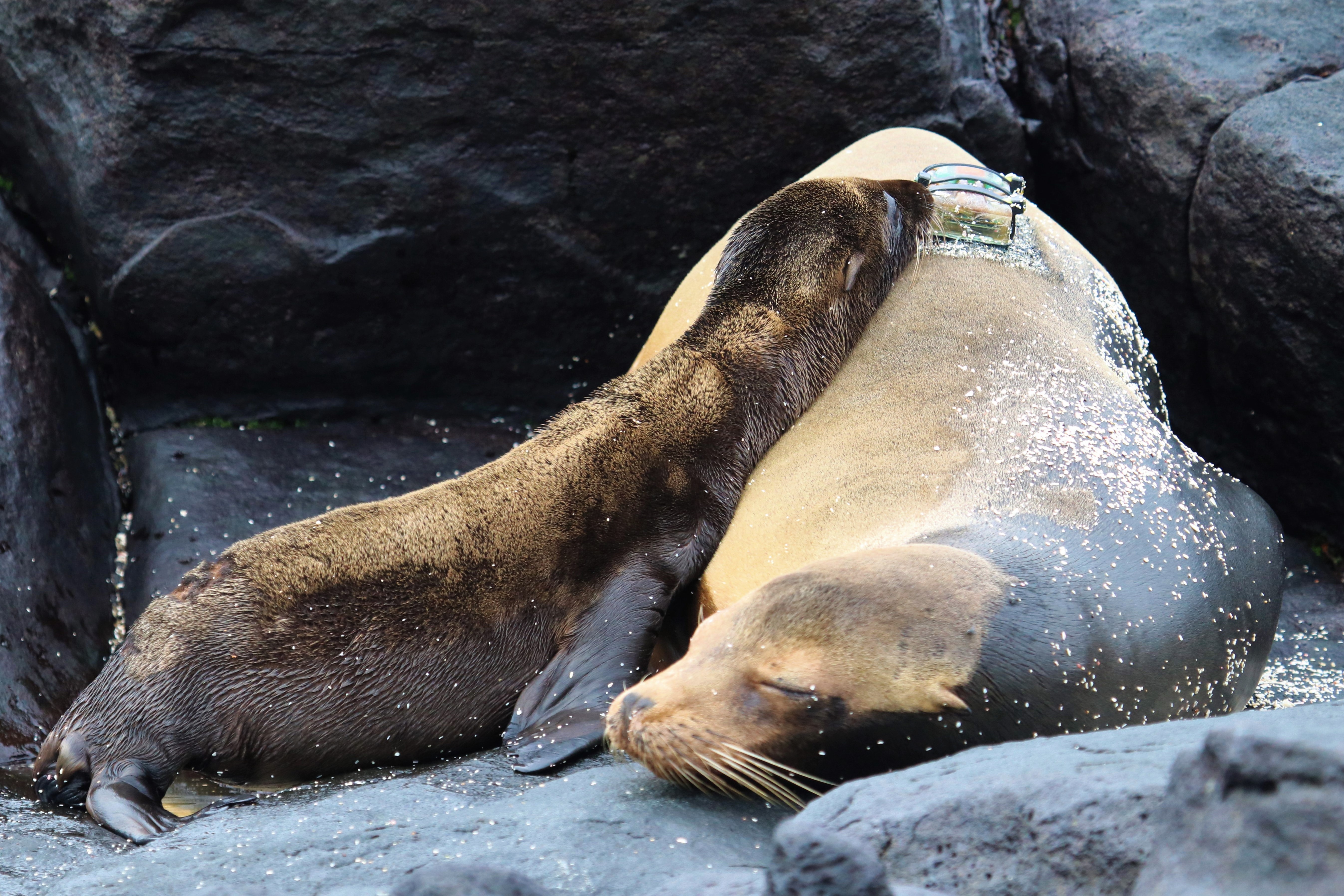 Sea lion mother with her pup sleeping