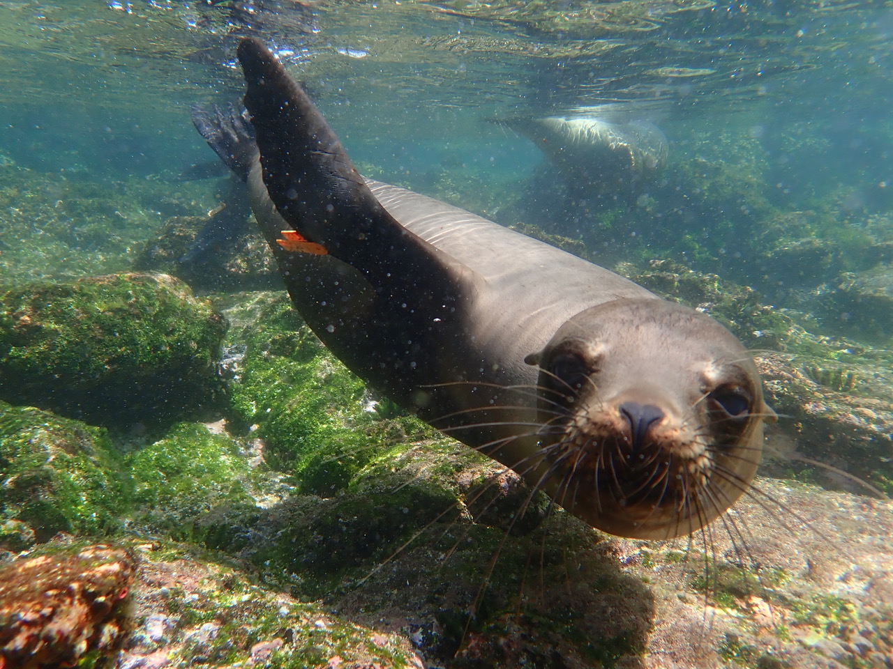 sea lion under water
