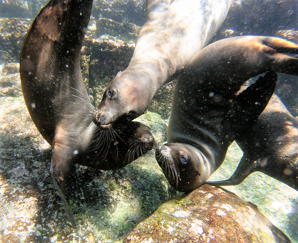 several sea lions under water