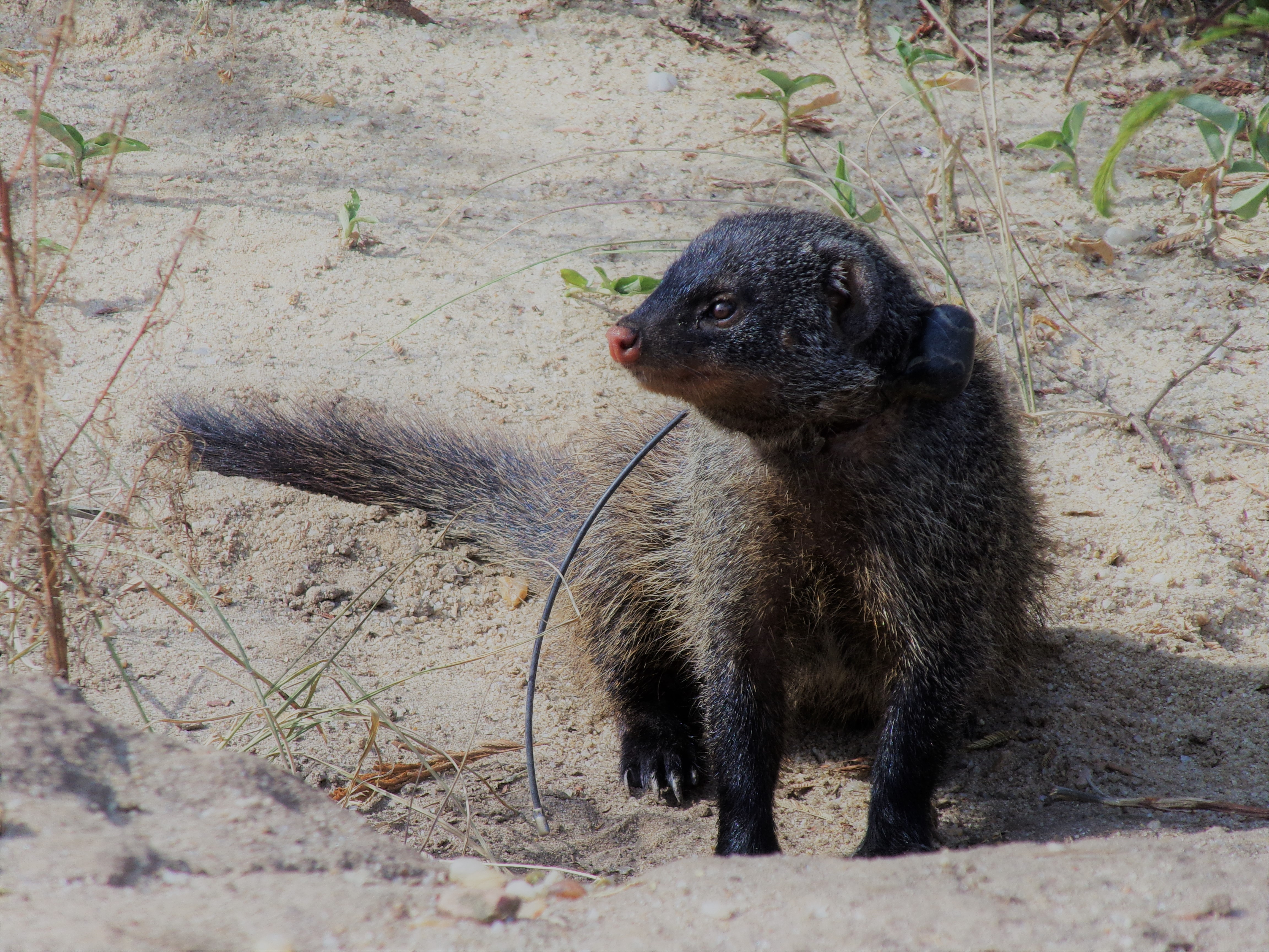 Banded Mongoose