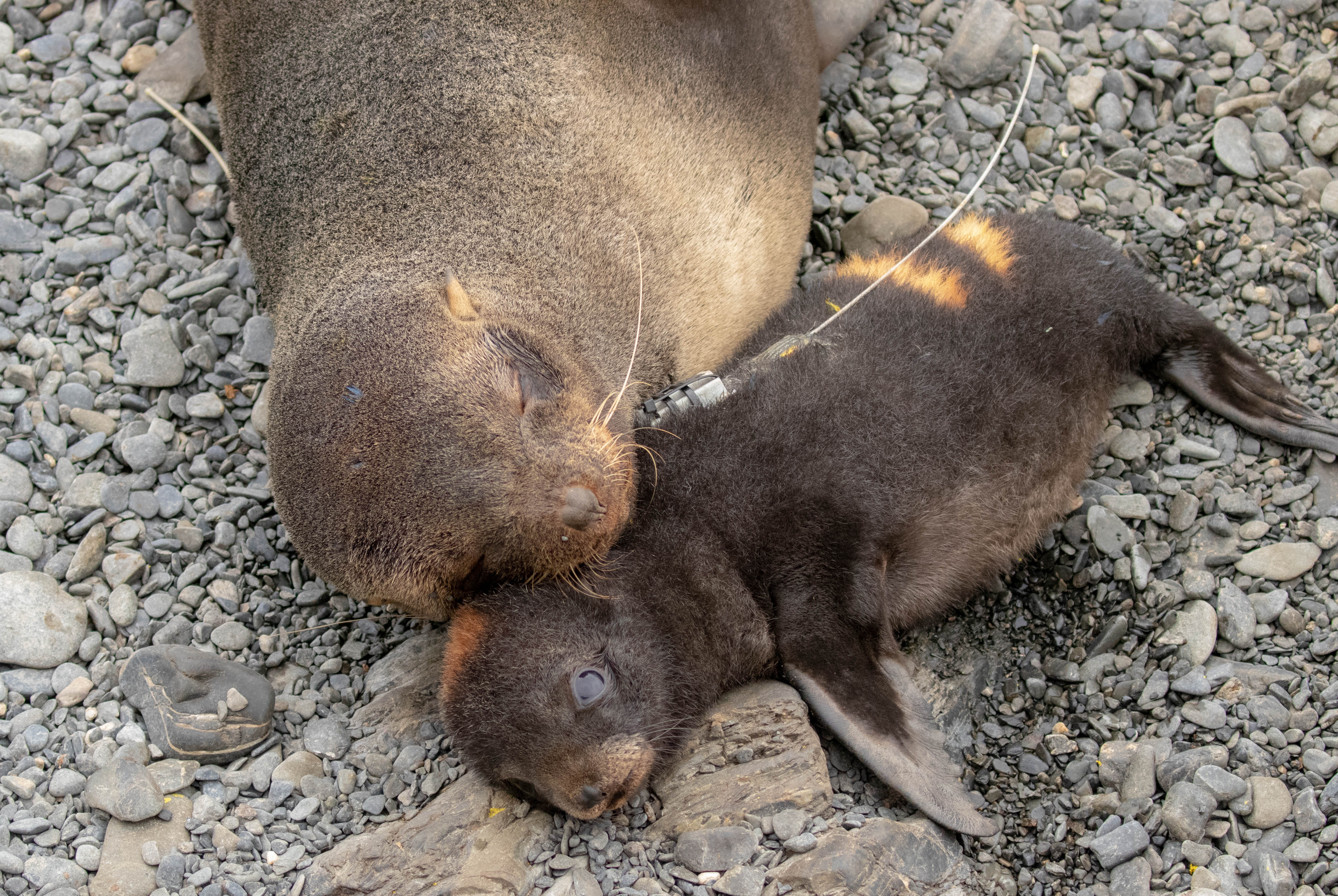 Antarctic fur seal