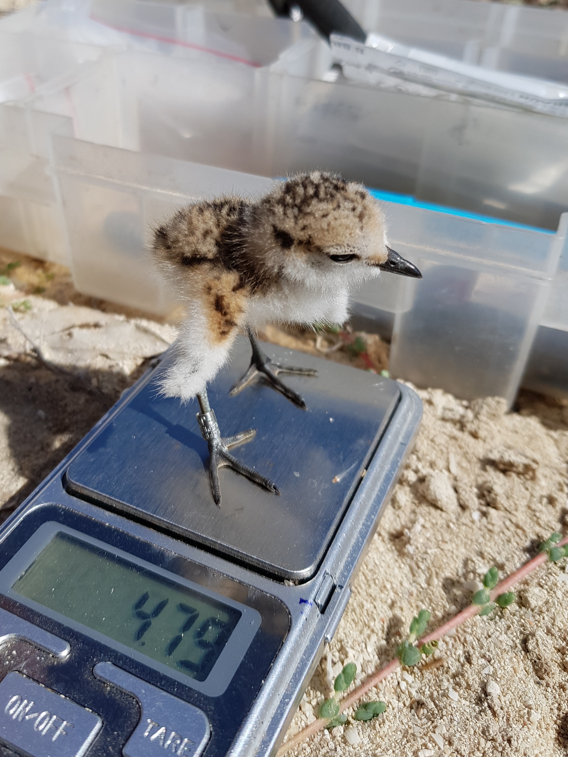 Plover chick 