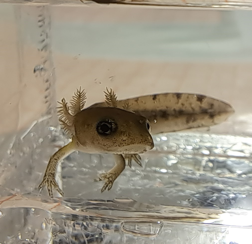 Fire salamander larvae