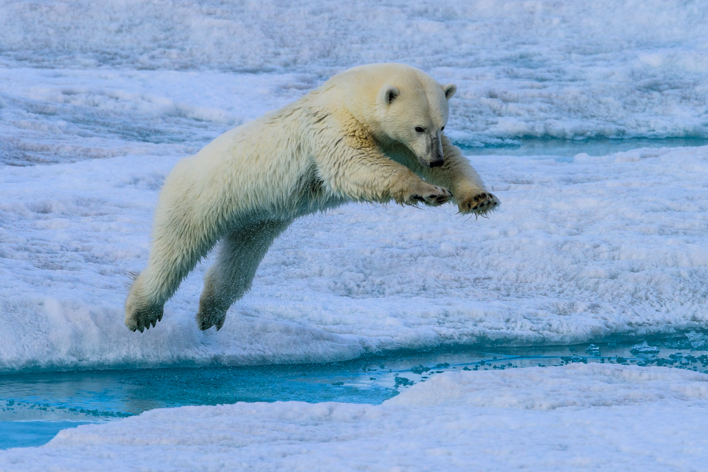 Polar bear jumping from one sheet of ice to the next