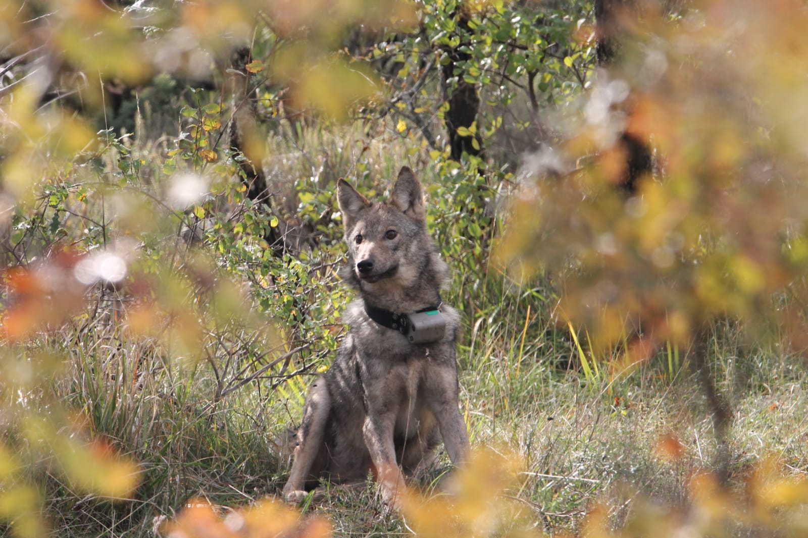 Grey Wolf with GPS collar
