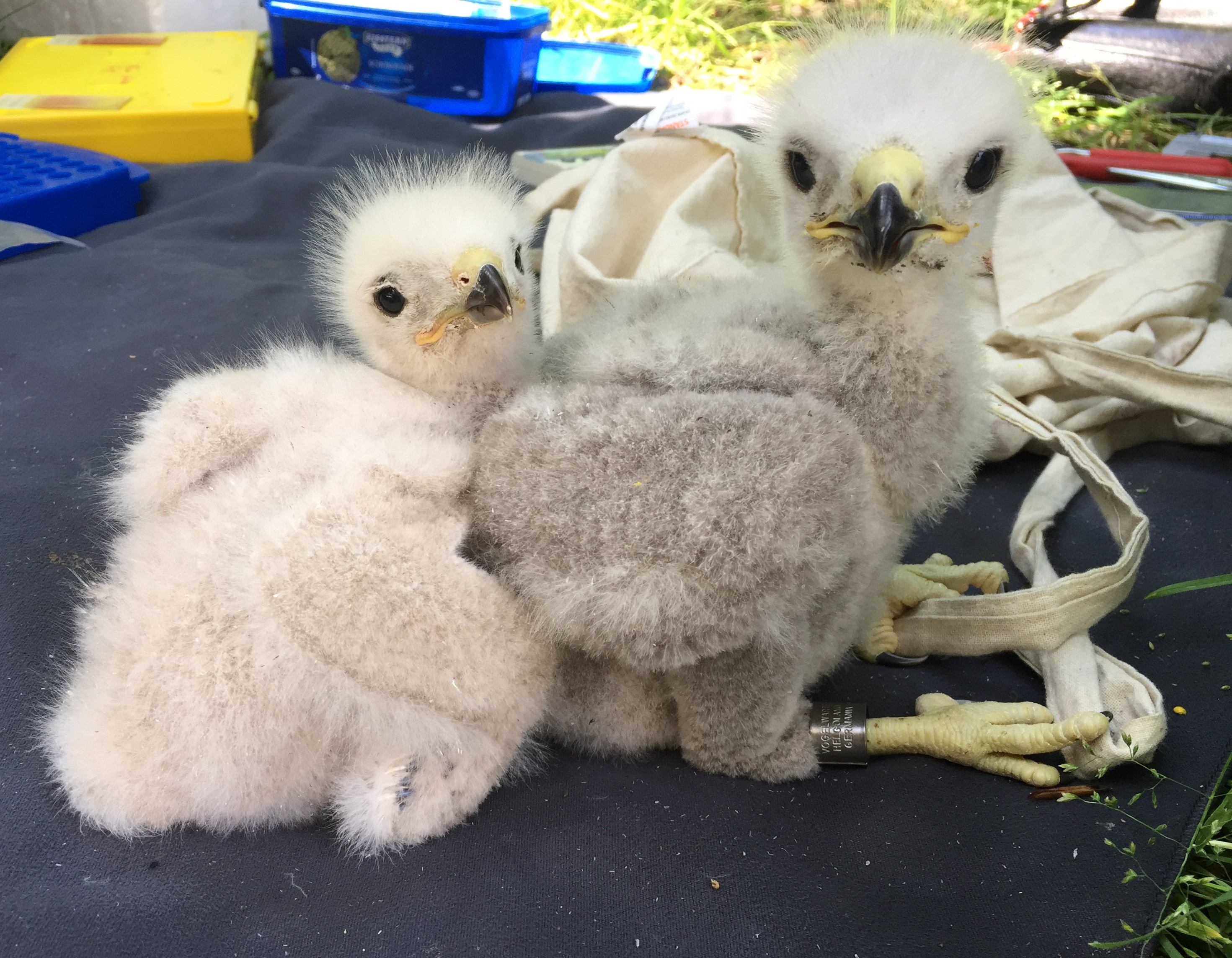 two chicks on a blanket