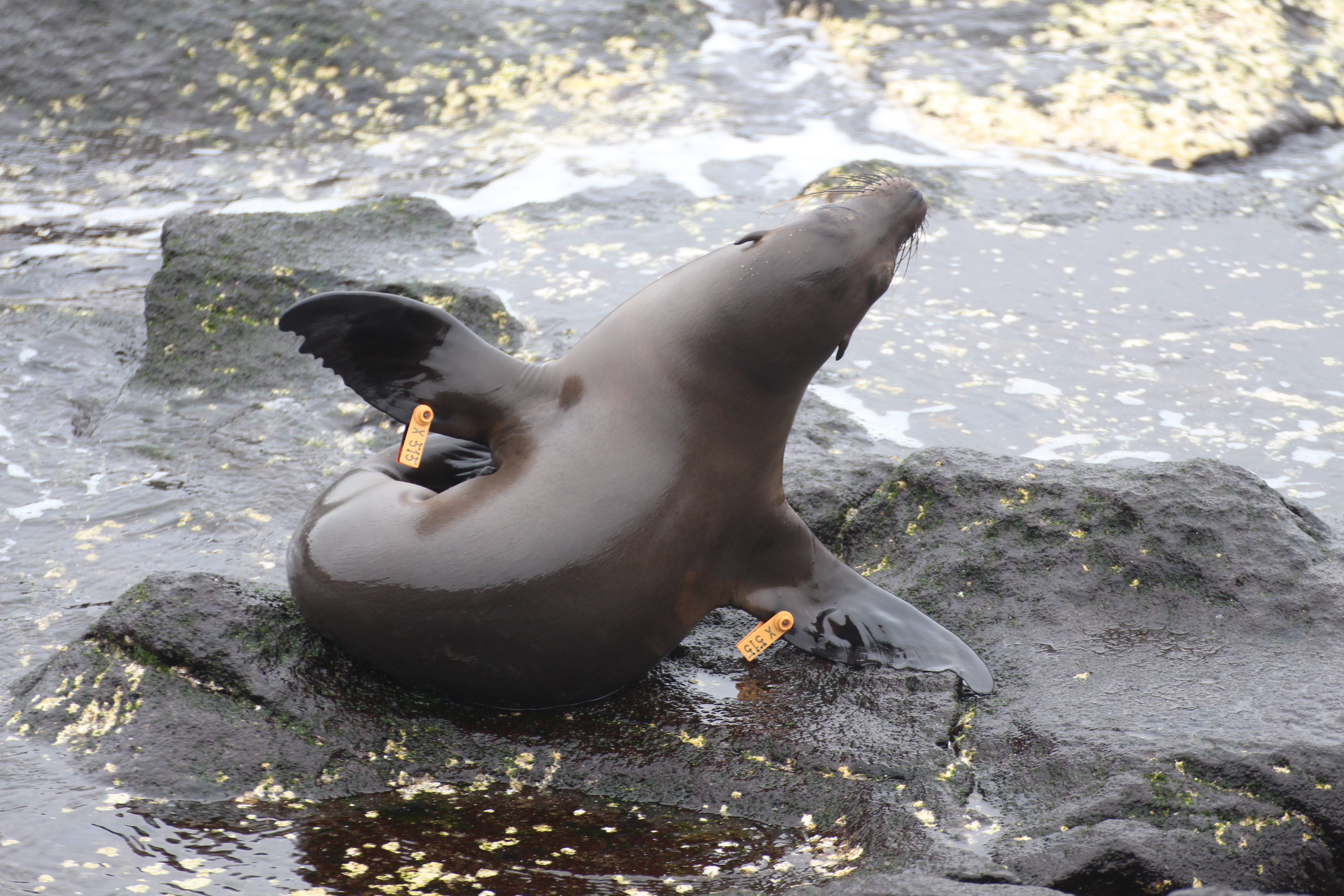 Galápagos Sea Lion