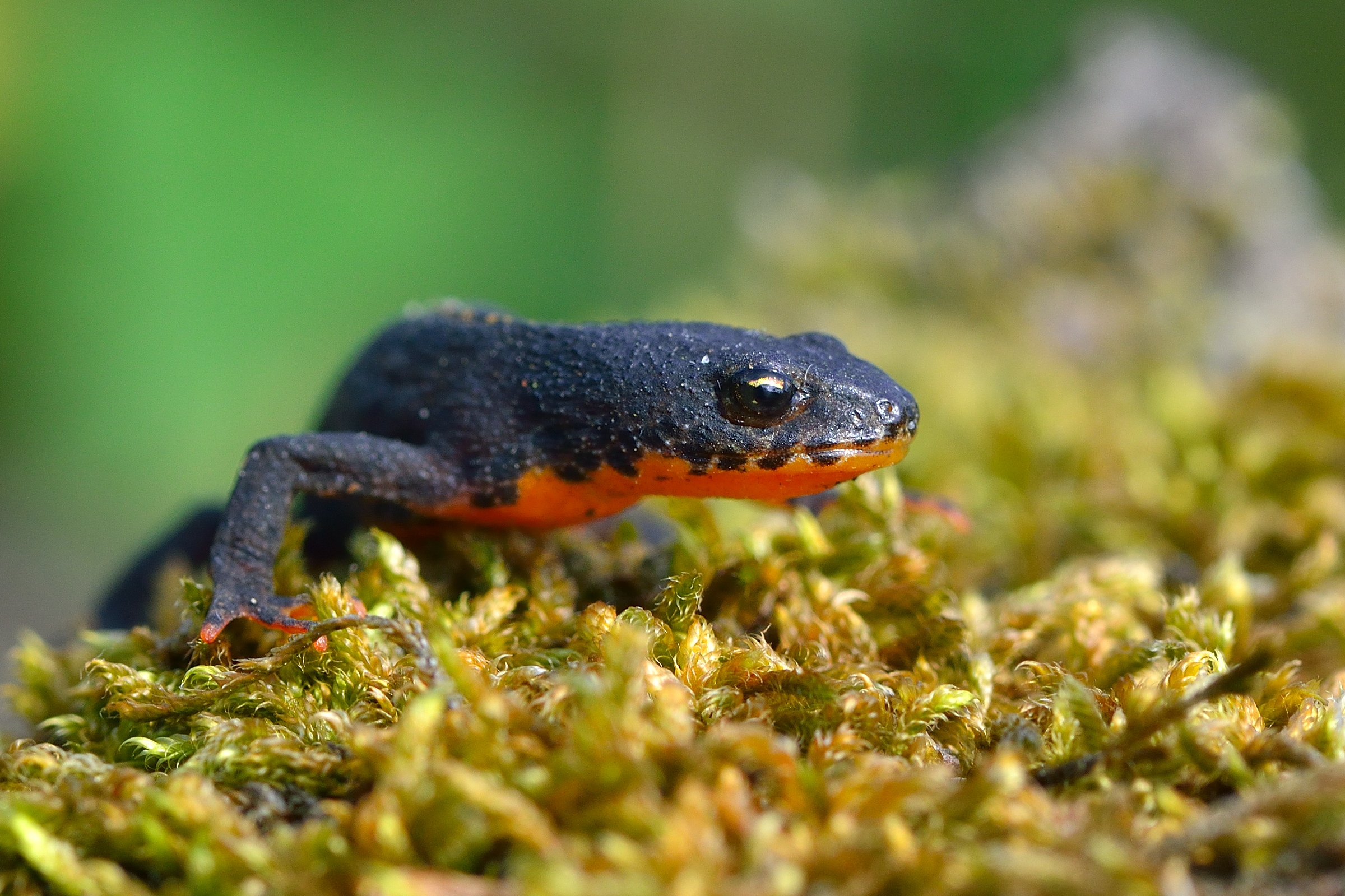newt on moss