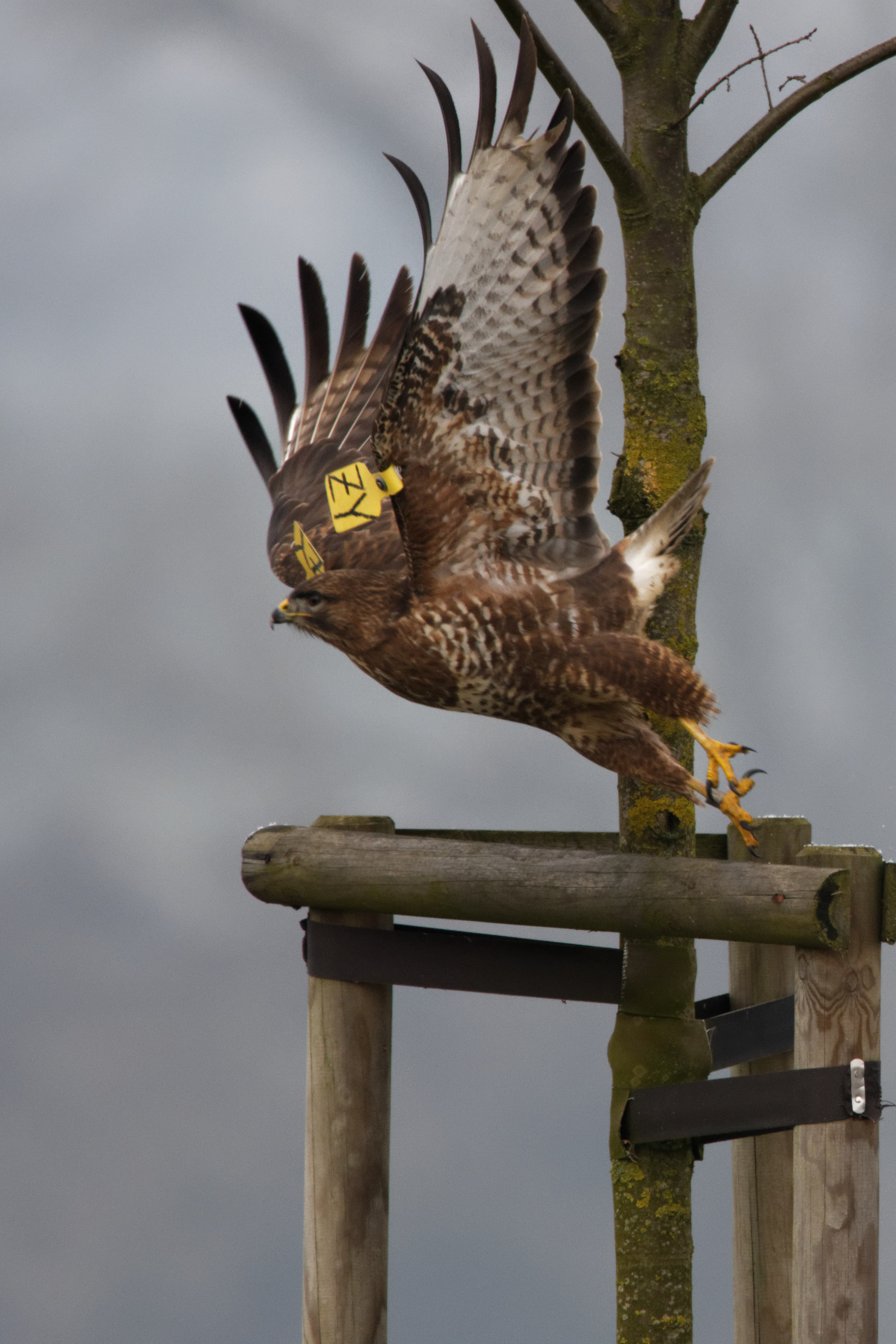 Common buzzard with wing tag