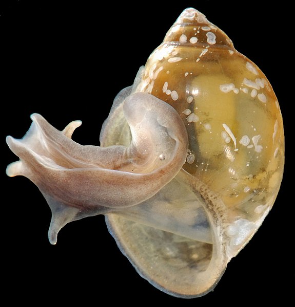 Physella acuta