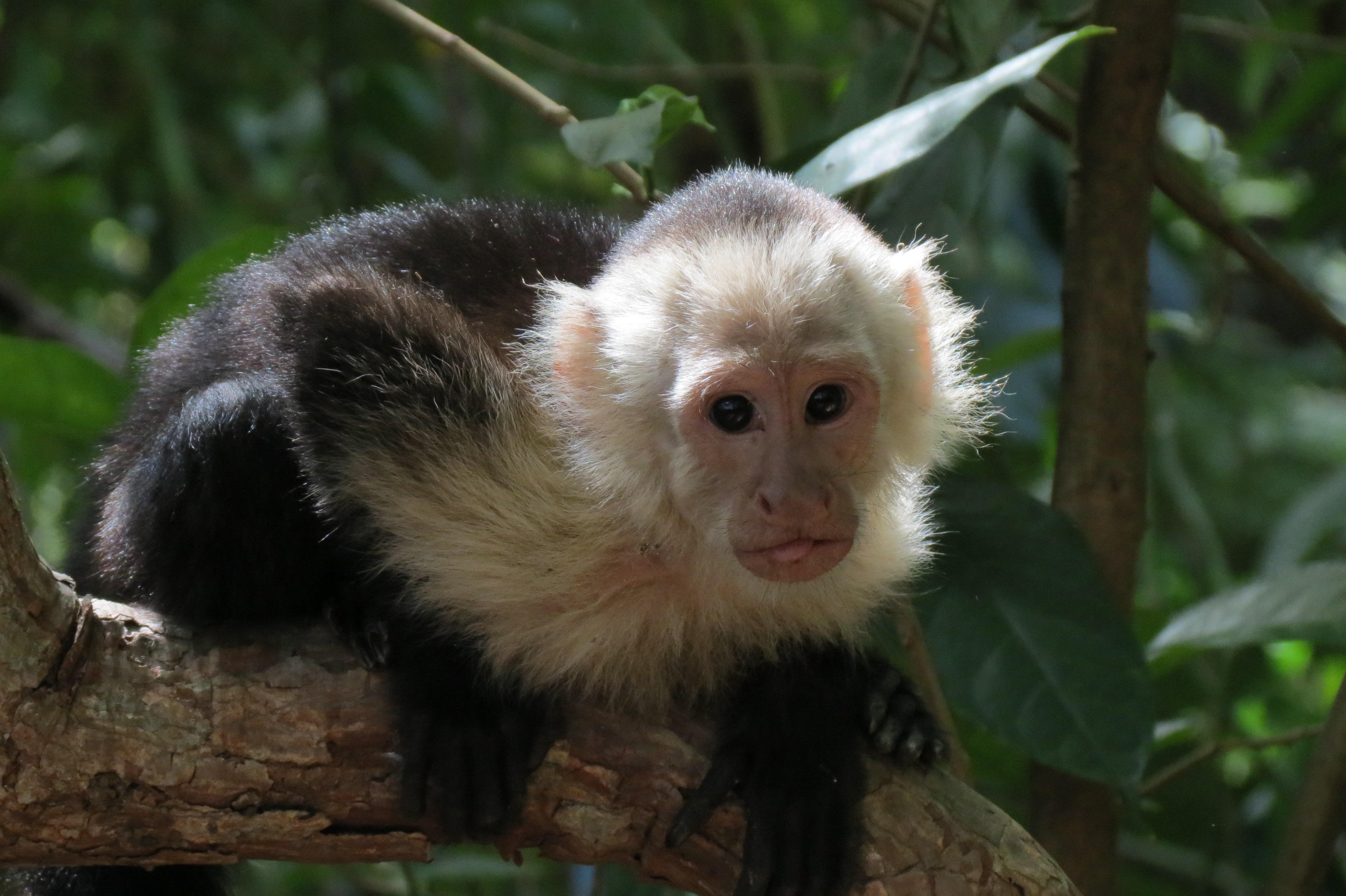 capuchin monkeys