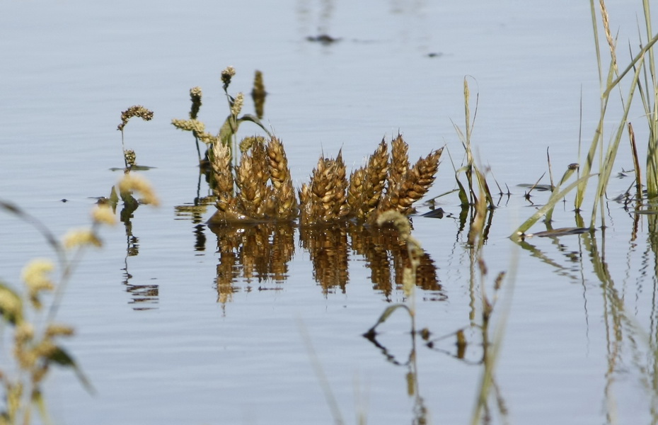 The image shows plants that are partially submerged