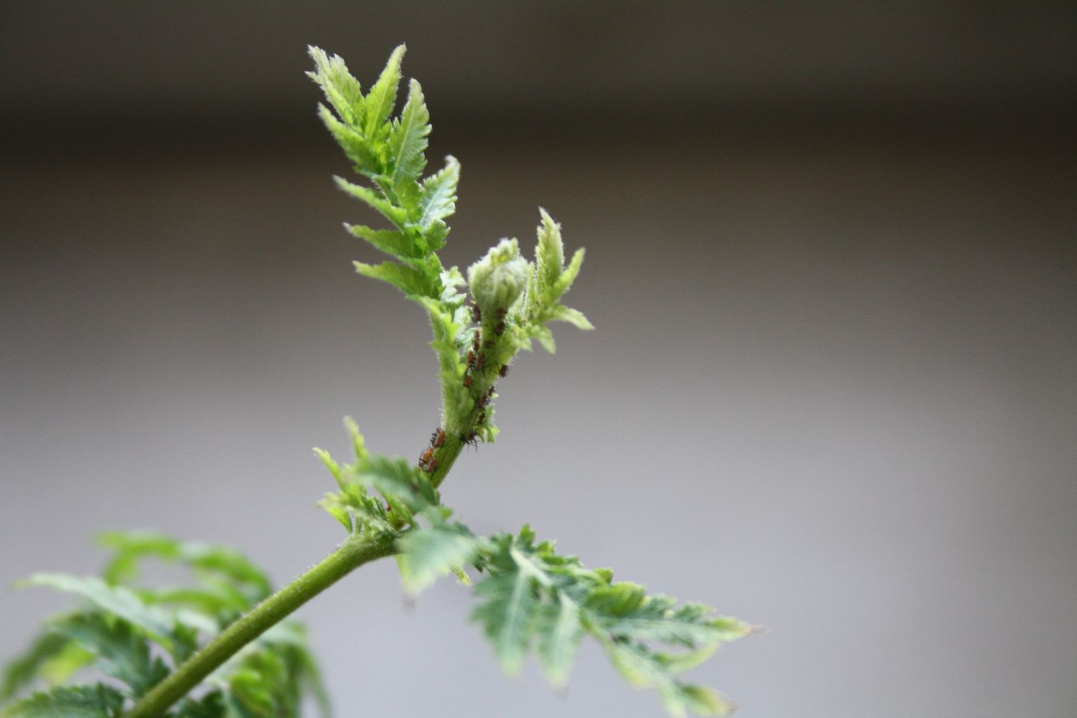 tansy plant