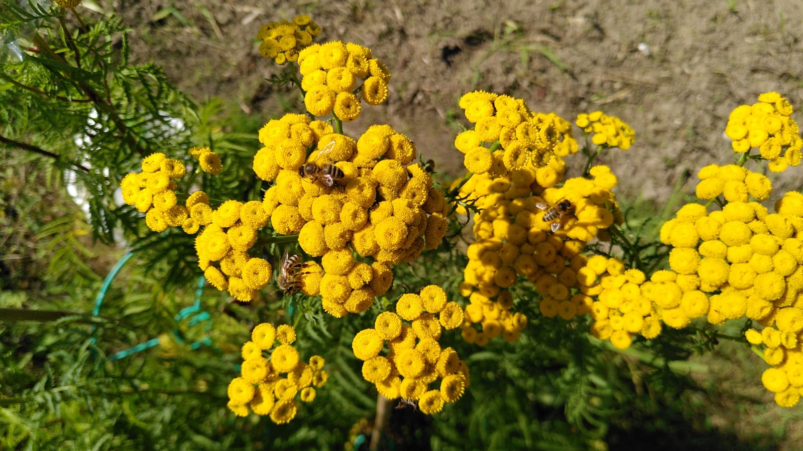tansy flowerhead with honeybees