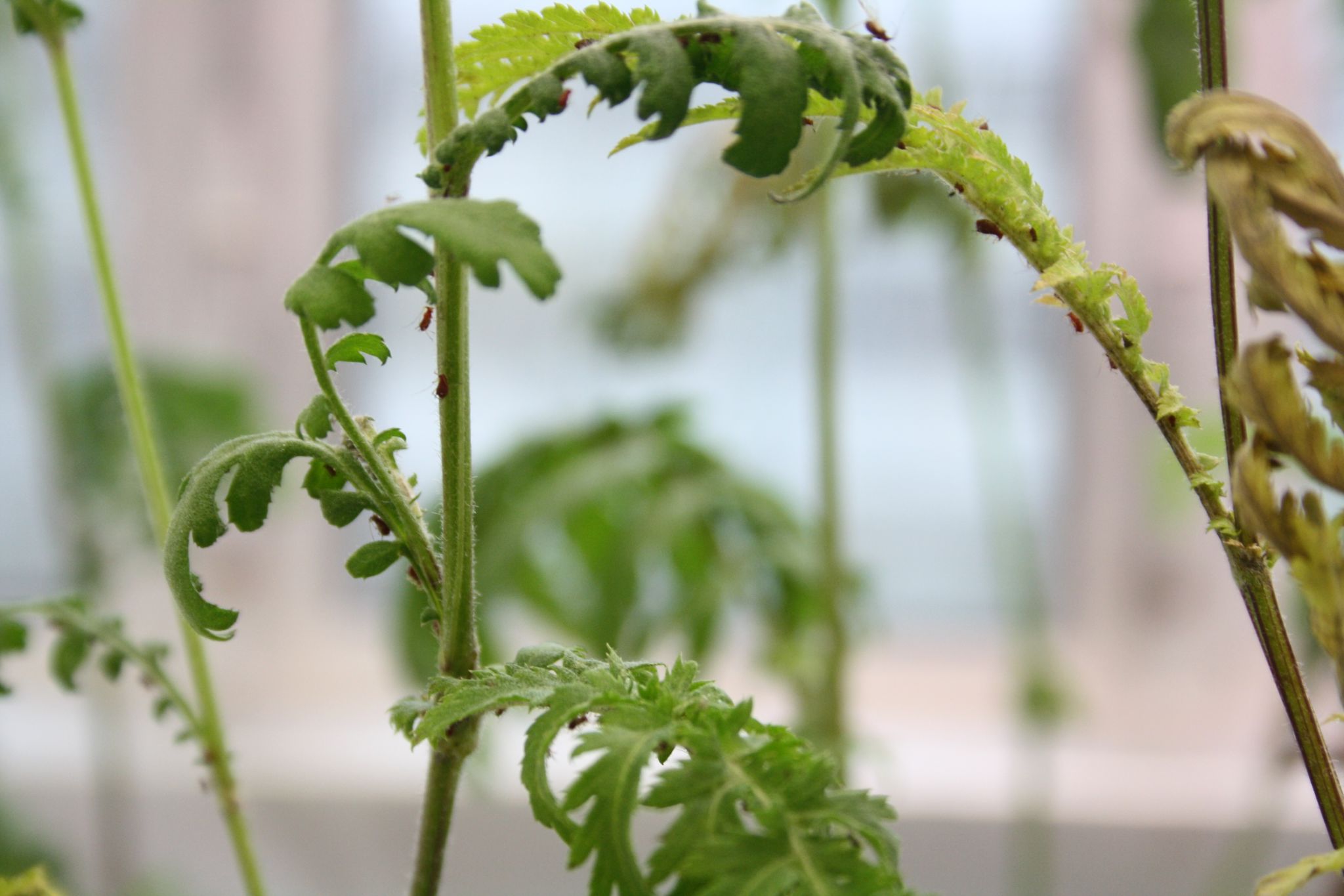 tansy plant