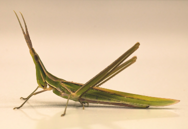 cone-headed grasshopper