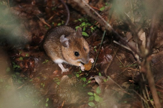 Yellow necked mouse 