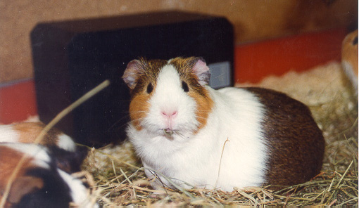 Guinea pig 