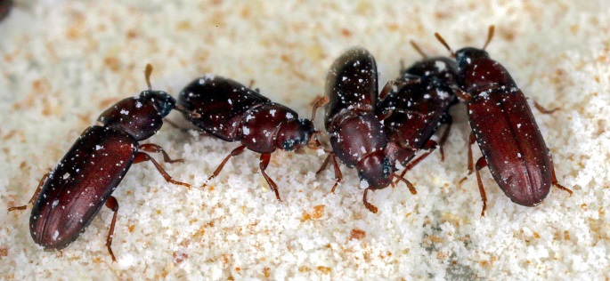 Red flour beetles