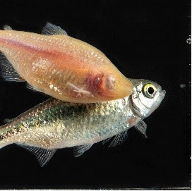 Mexican cavefish