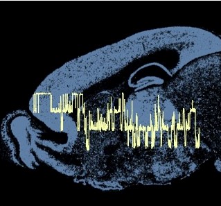 Brain and nerve recording