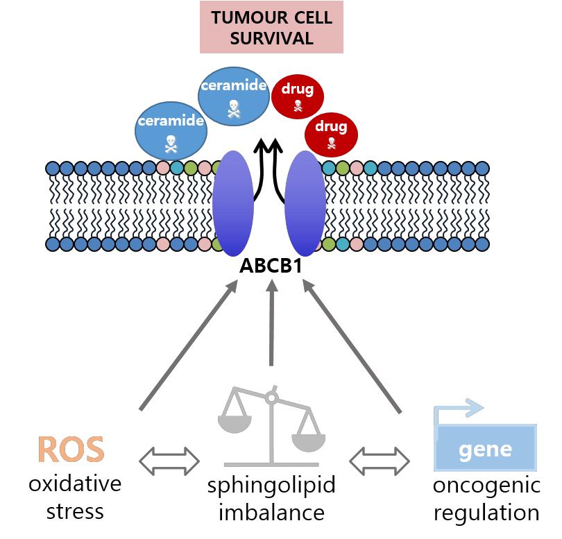 graphic of tumor cell survival