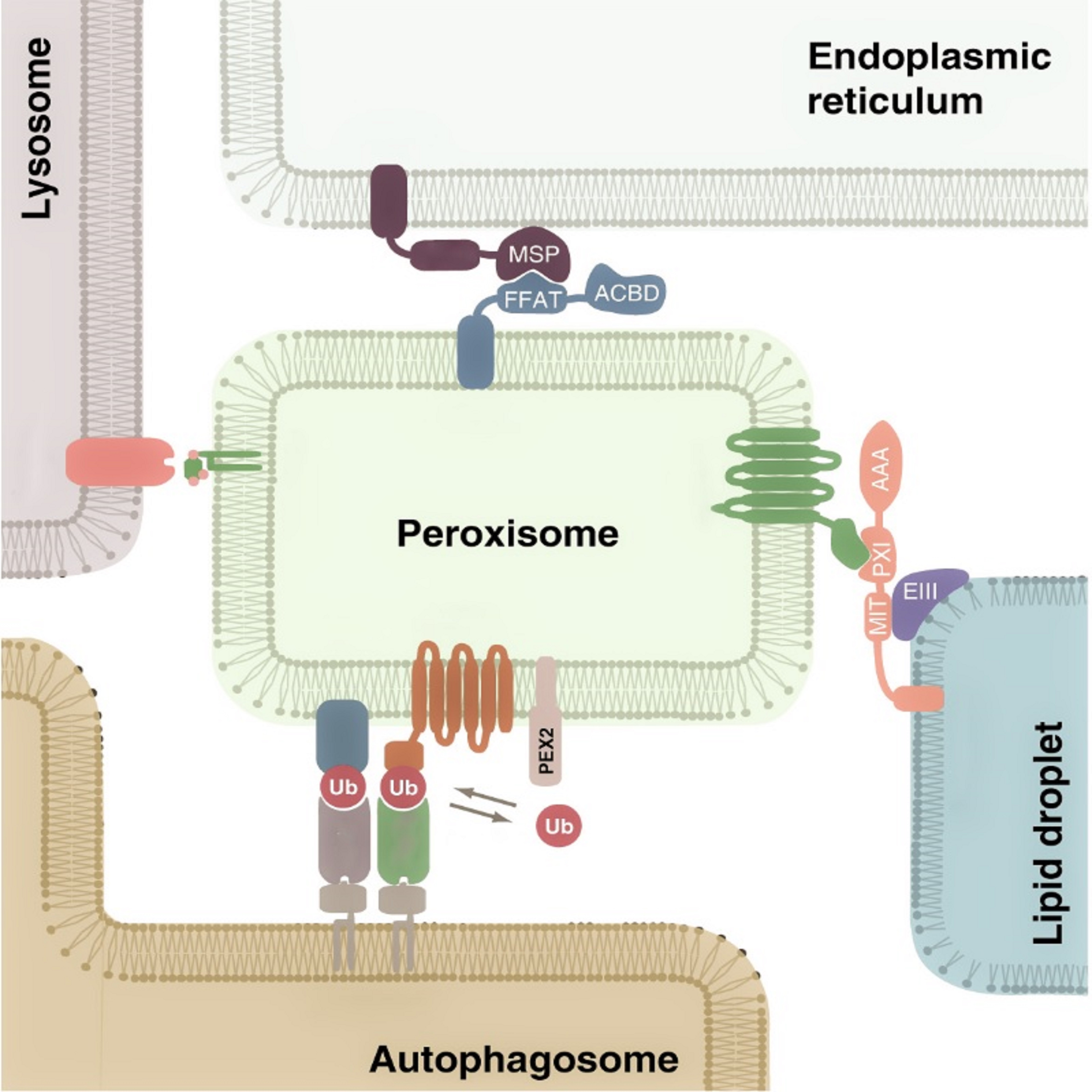 peroxisomes