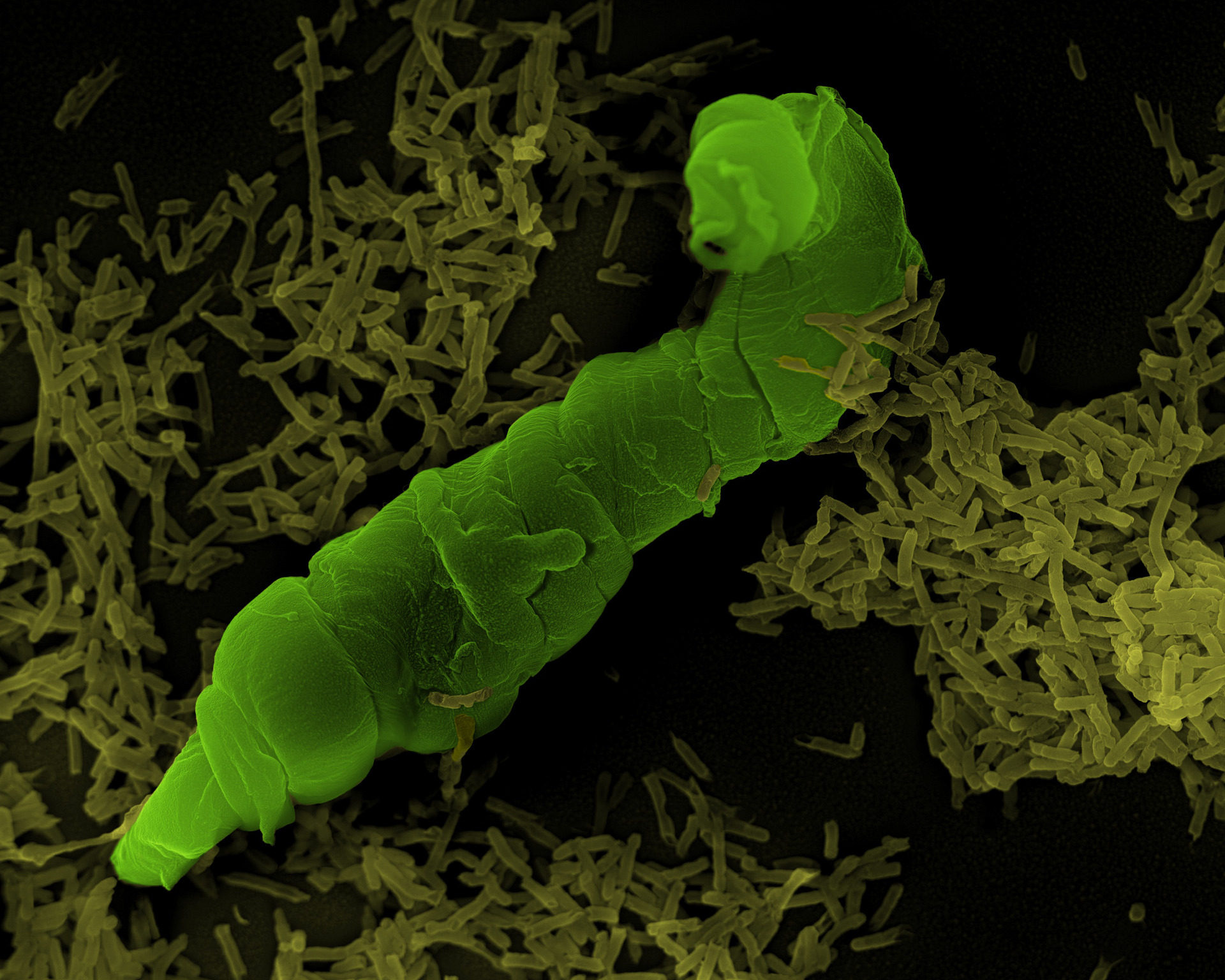 SEM image of a nematode in a bacterial culture