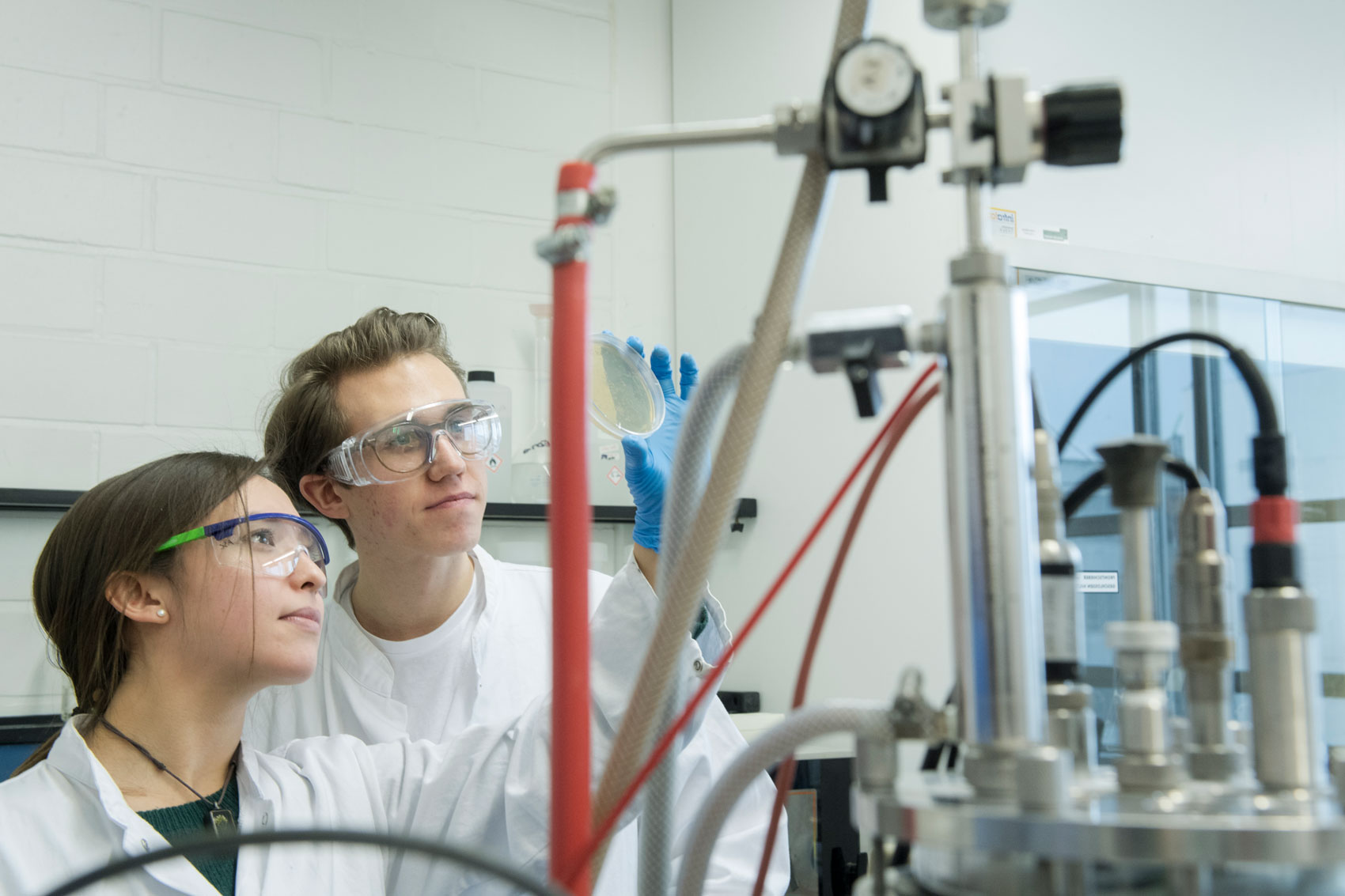 Researchers examine agar plate in laboratory 