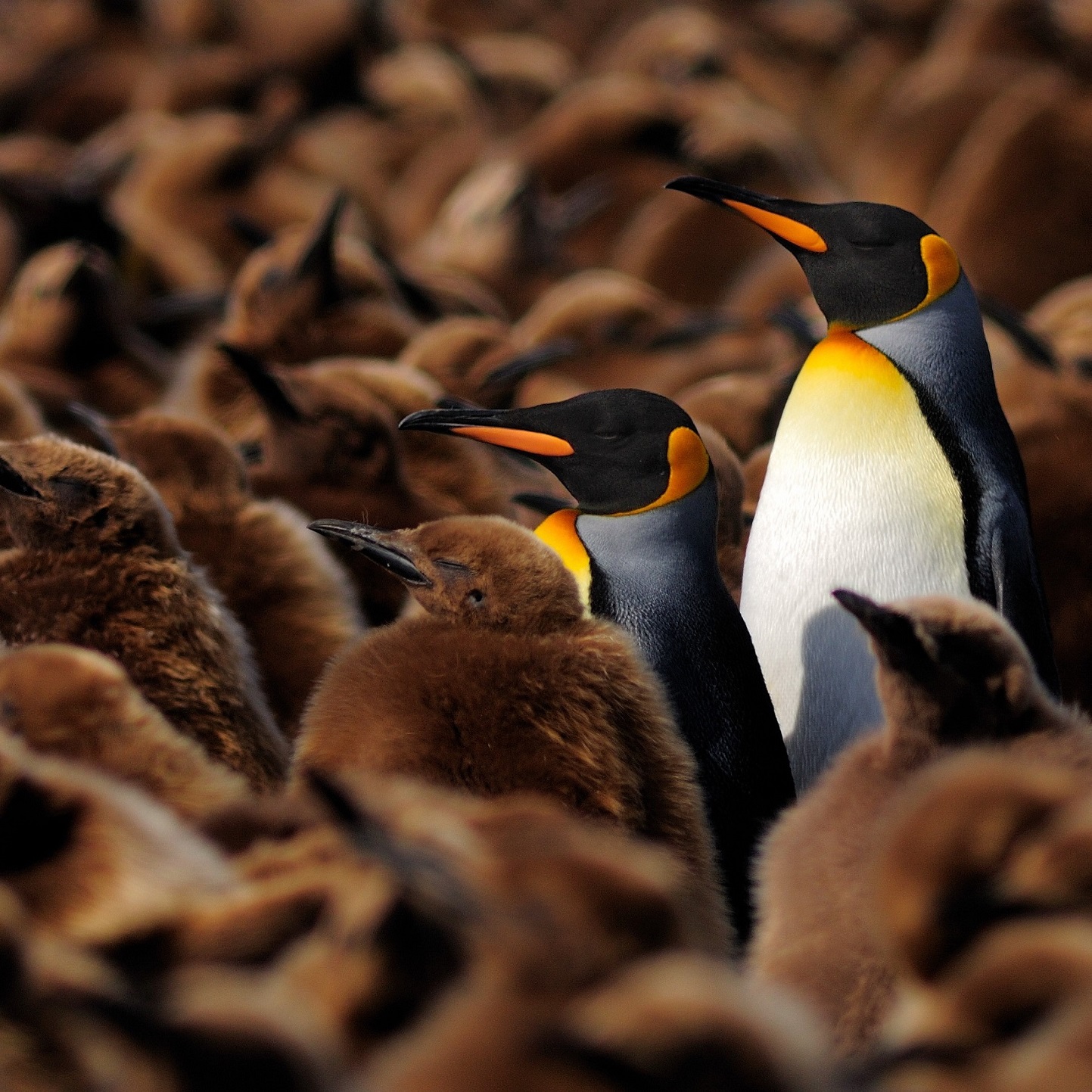 Two adult penguins in bright colours stand between many brown-coloured juveniles