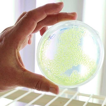 Hand holds a petri dish in the camera