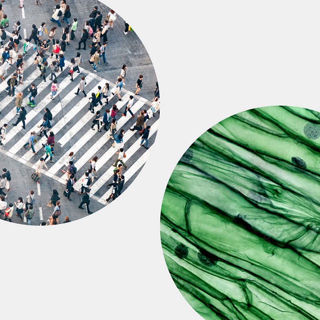 Collage of two circles: On the left, an aerial view of a zebra crossing with a crowd of pedestrians; on the right, a microscopic image of cells.