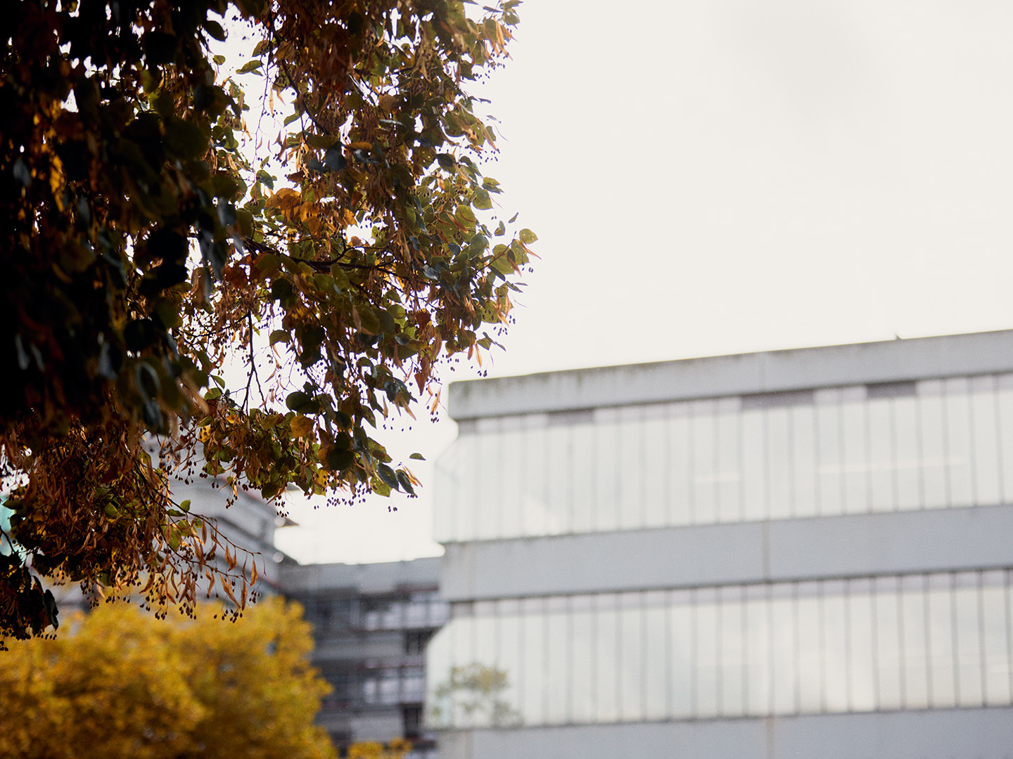 Uni im Hintergrund, im Vordergrund dre Ast von einem Baum im Herbst