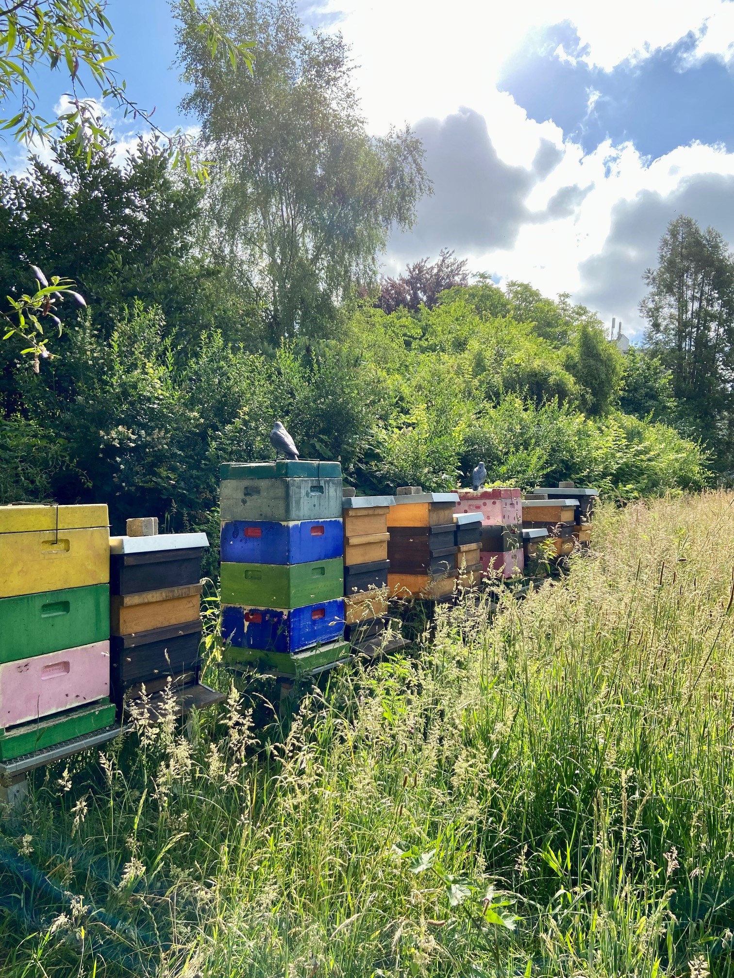 Mehrere verschiedenfarbige Bienenstöcke stehen am Rand einer sommerlichen Wiese, dahinter ist eine Reihe von Bäumen und Büschen.